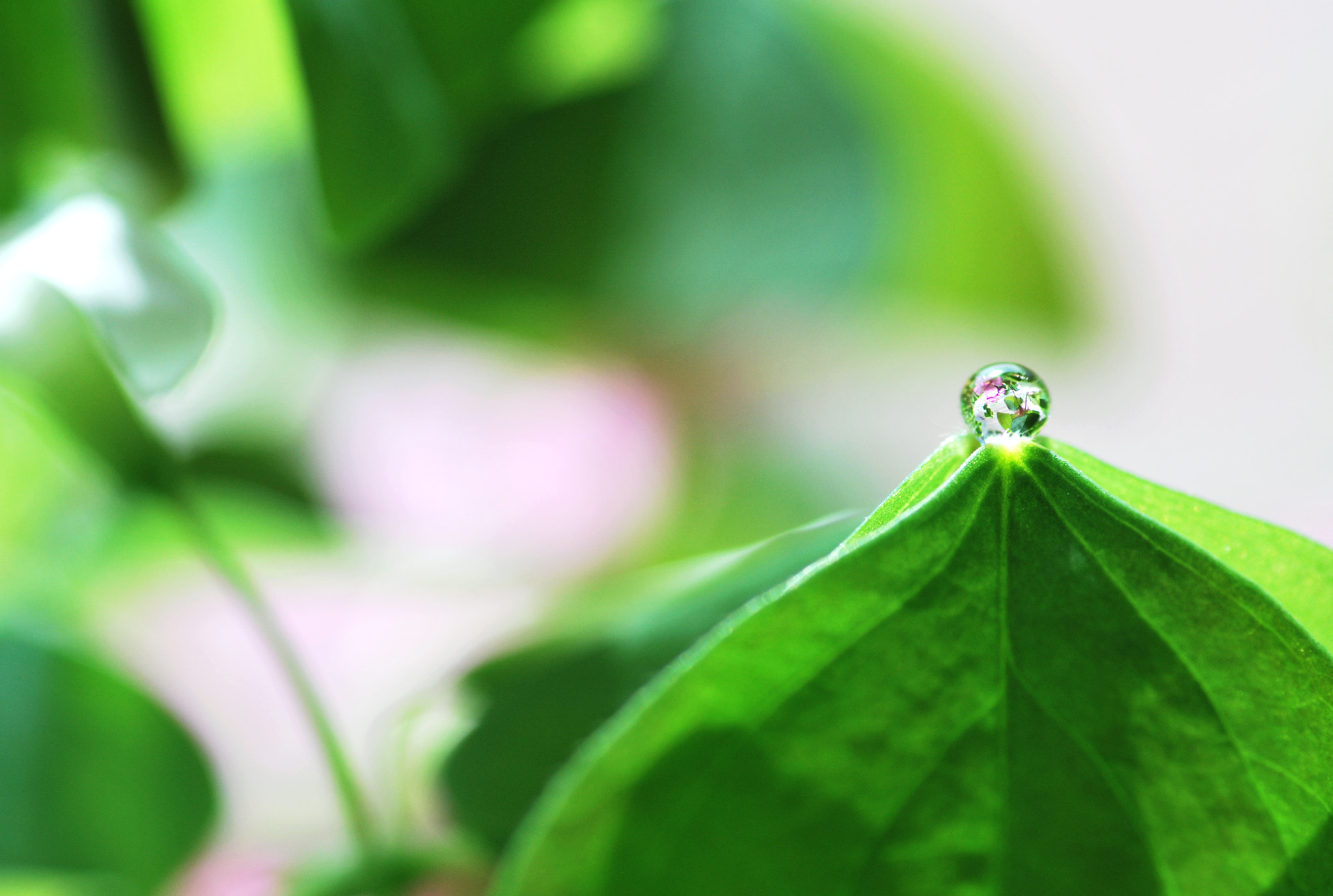 Nikon D60 sample photo. Reflection ii photography