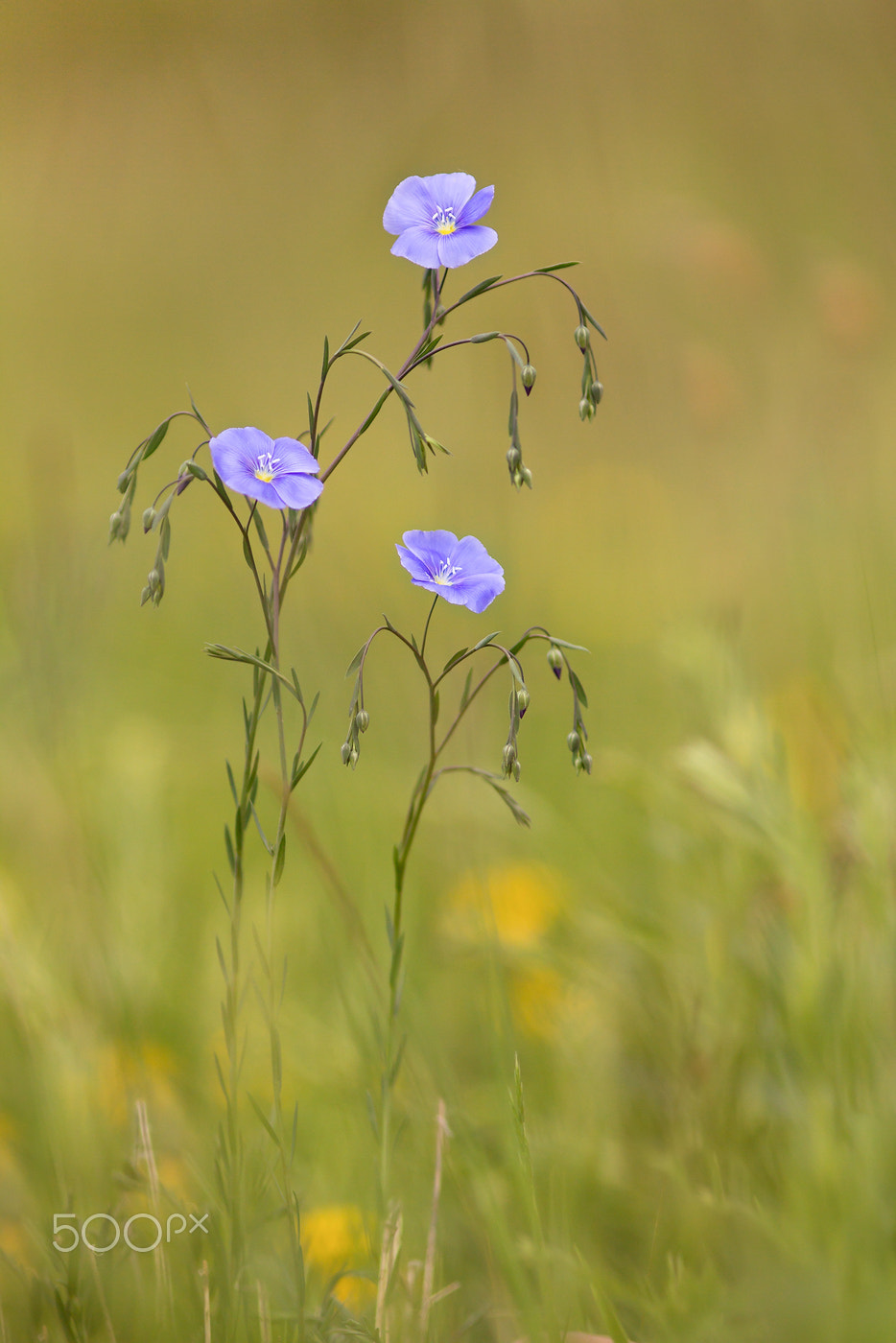 Canon EOS 60D + Canon EF 200mm F2.8L II USM sample photo. Gemeiner lein (linum usitatissimum) photography