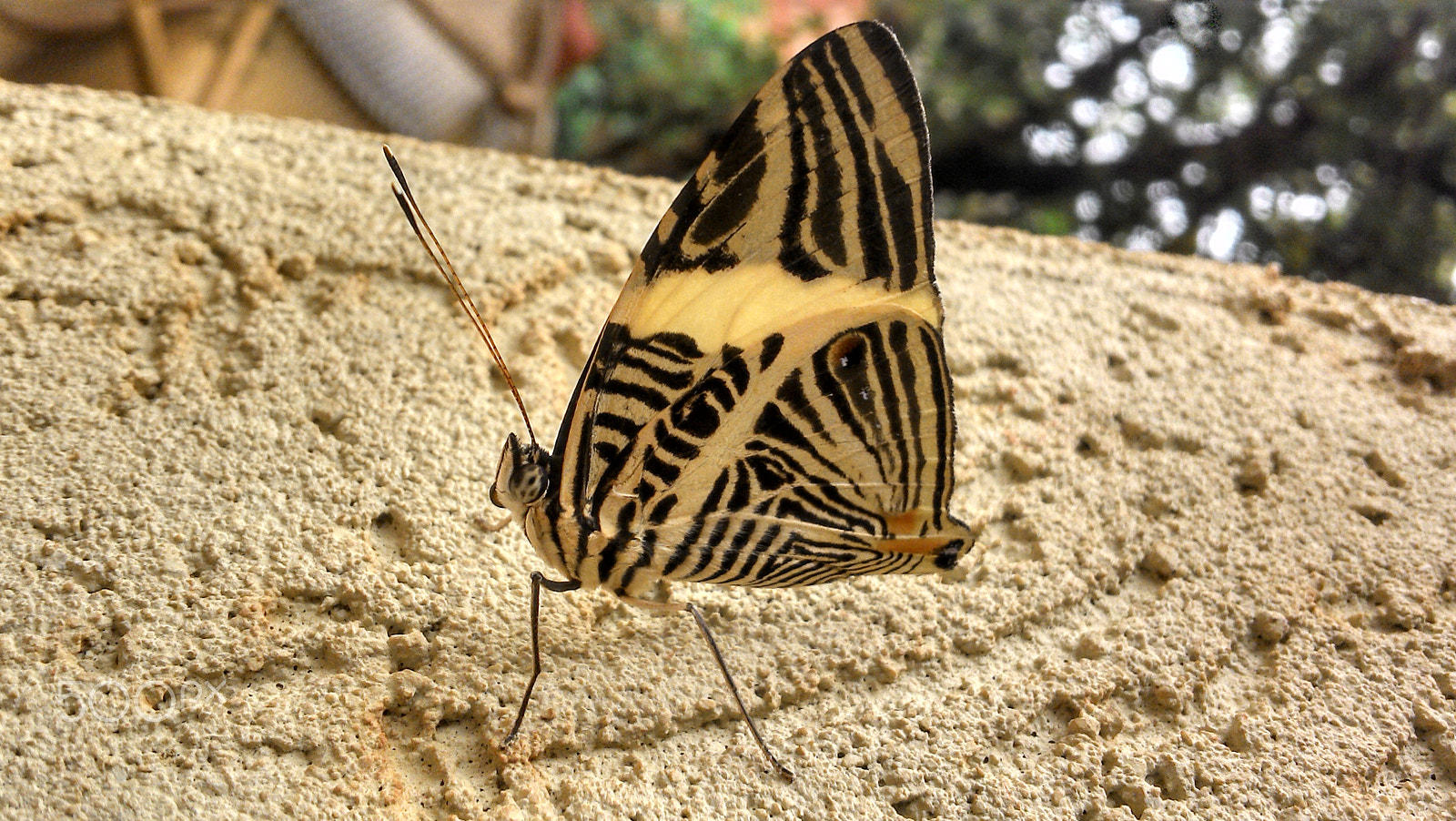 Motorola RAZR i sample photo. Bug photography
