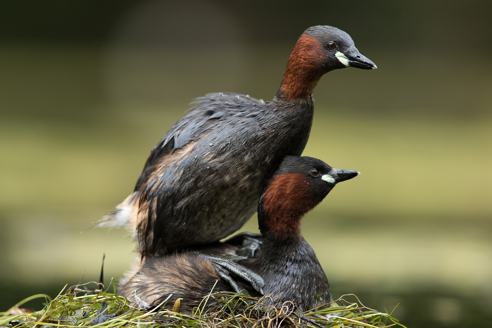 Canon EF 400mm F2.8L IS II USM sample photo. Little grebes photography
