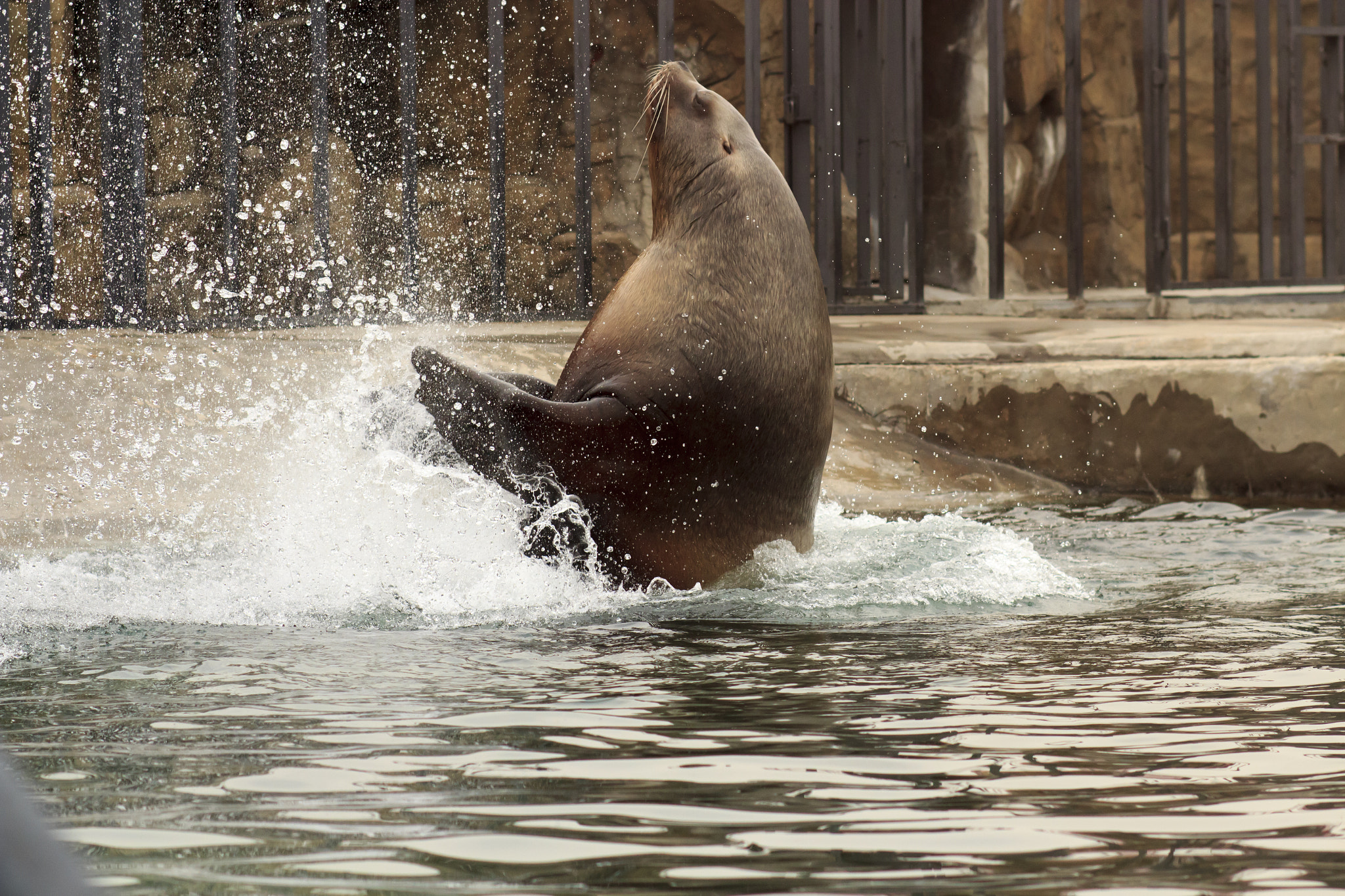 Canon EOS 600D (Rebel EOS T3i / EOS Kiss X5) + Canon EF 100mm F2.0 USM sample photo. Sea lion's dance photography