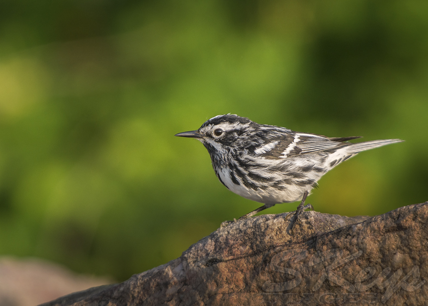 Nikon D7200 + Sigma 500mm F4.5 EX DG HSM sample photo. At the lookout (black-and-white warbler) photography