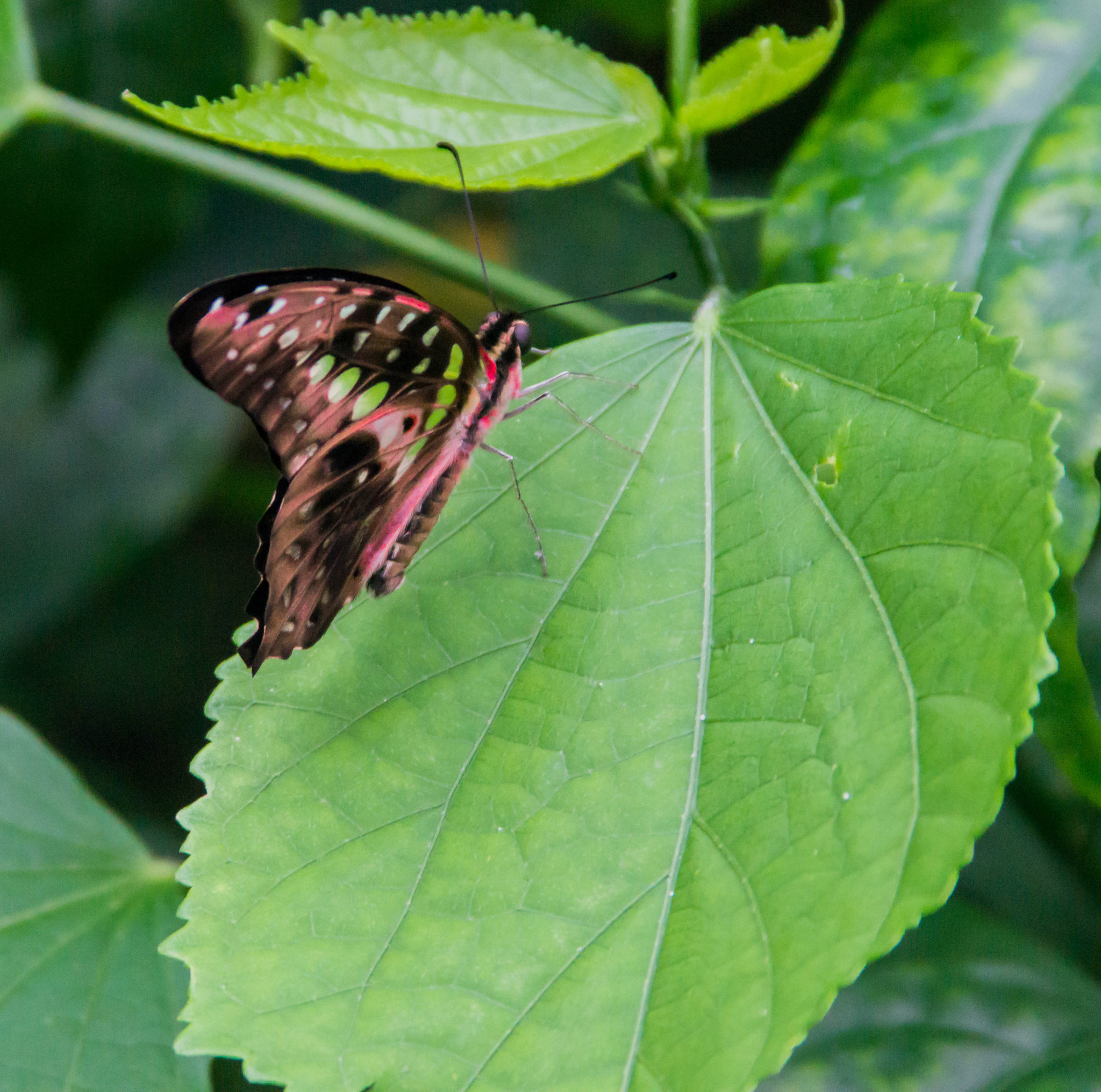 Sony SLT-A58 + Tamron SP 24-70mm F2.8 Di VC USD sample photo. Pink butterly on leaf photography