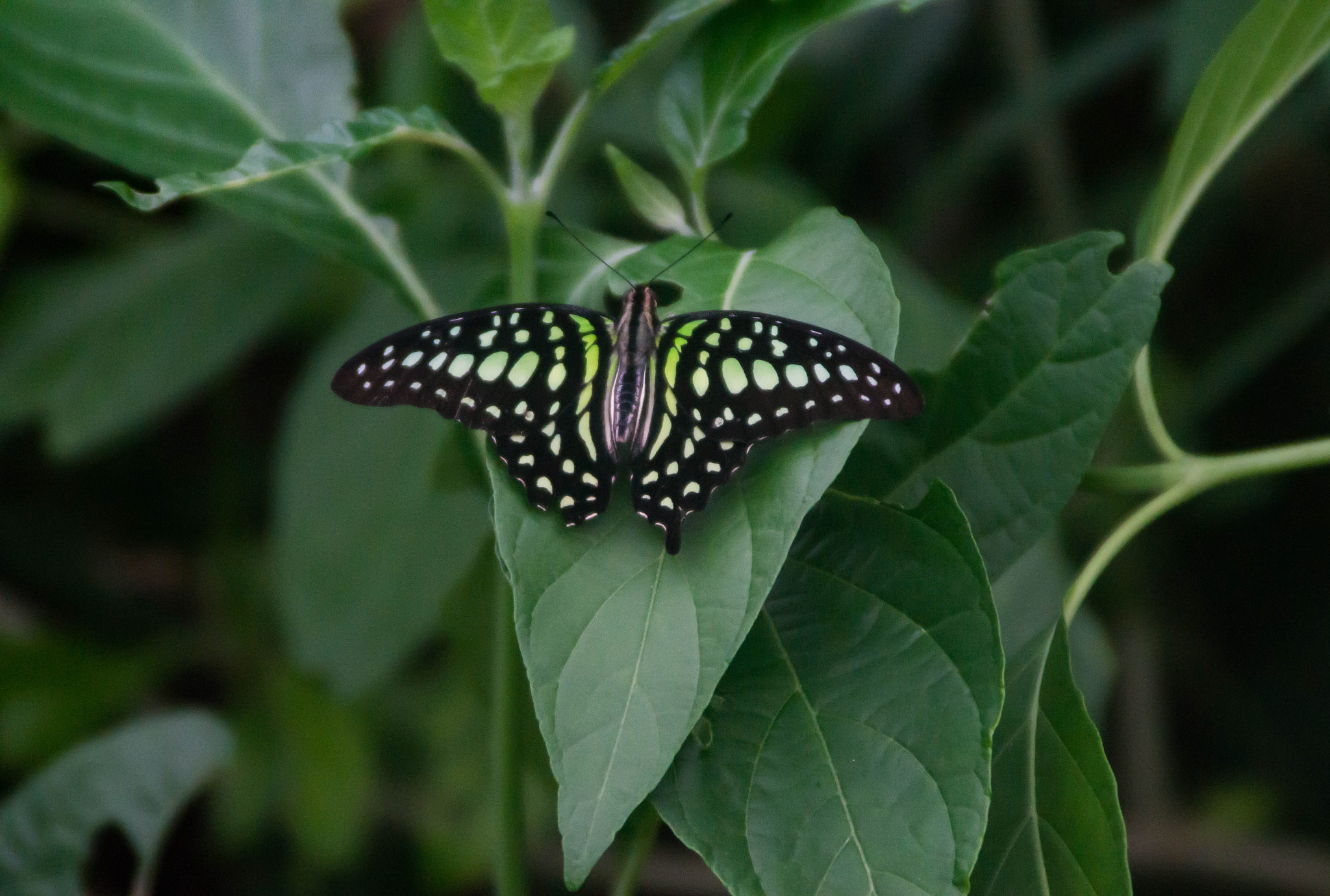Sony SLT-A58 + Tamron SP 24-70mm F2.8 Di VC USD sample photo. Green and black butterfly on leaf photography