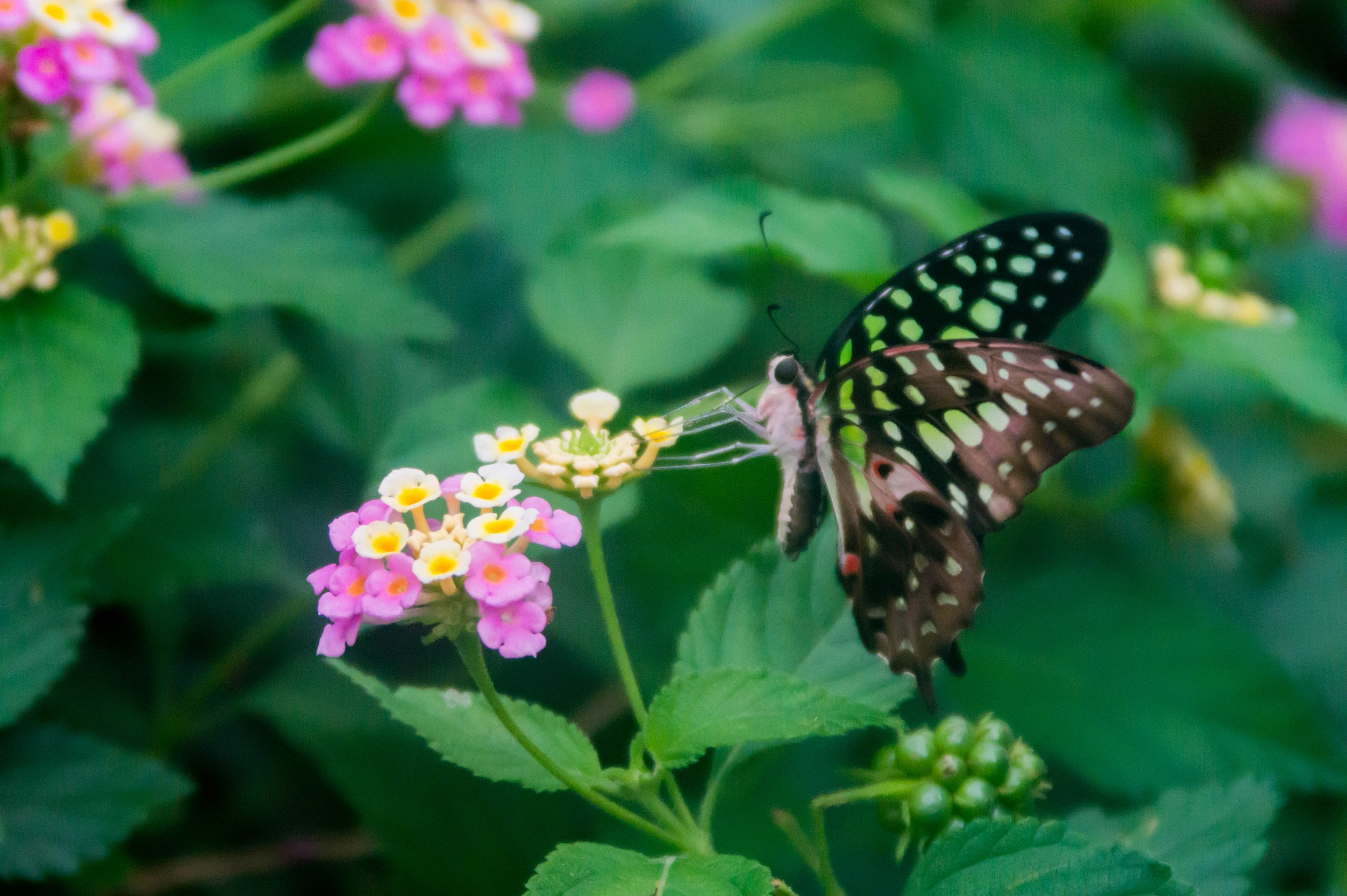 Sony SLT-A58 + Tamron AF 28-105mm F4-5.6 [IF] sample photo. Butterfly on flower photography