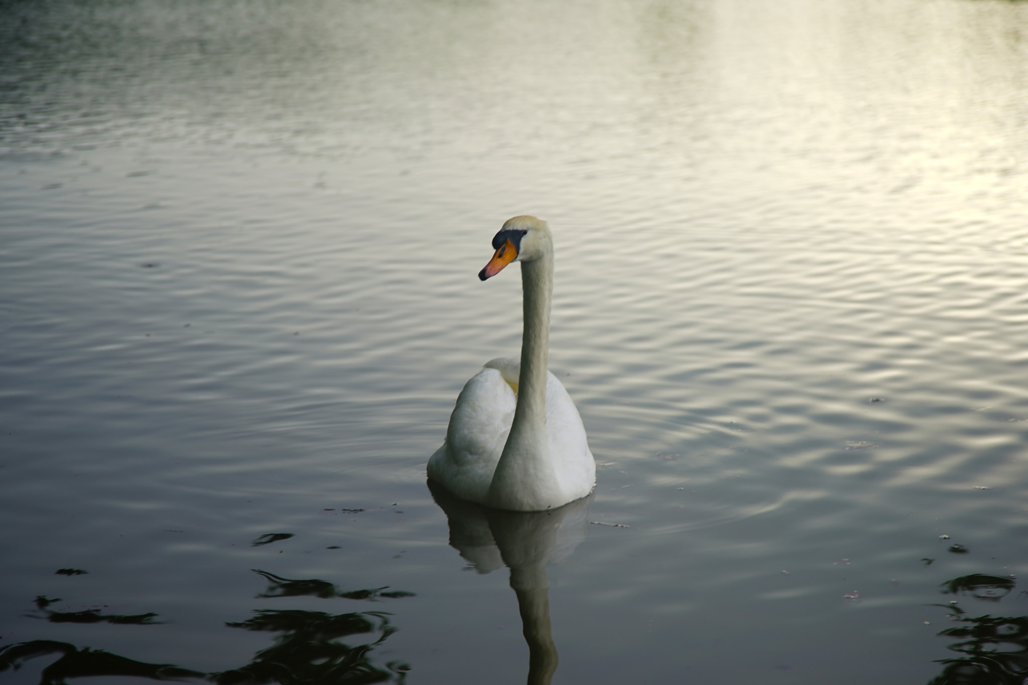 24-105mm F4 G SSM OSS sample photo. Swan photography