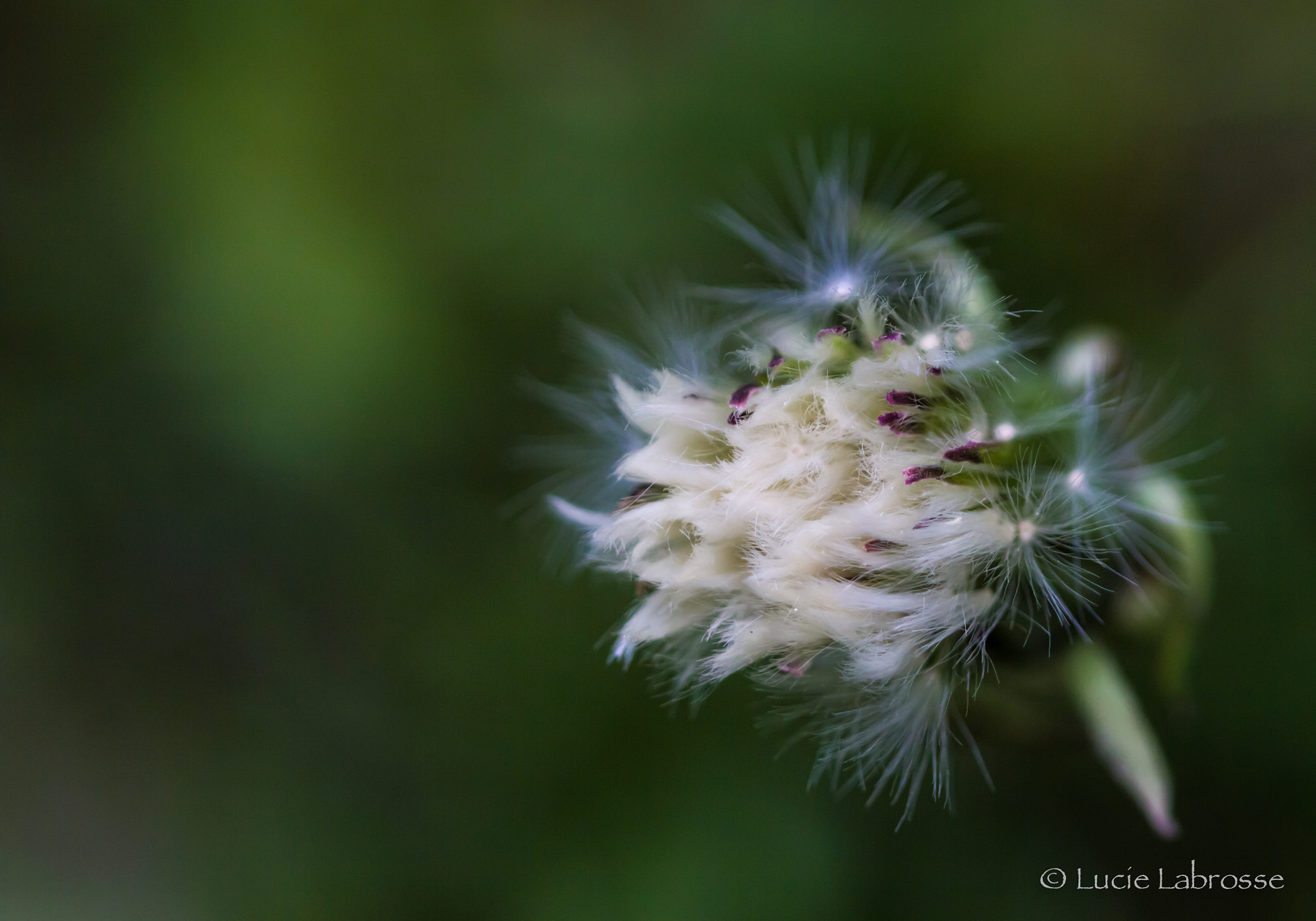 Canon EF 100mm F2.8 Macro USM sample photo. *** photography