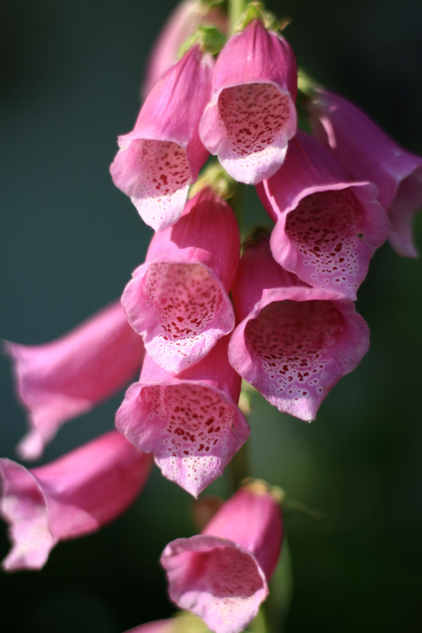 Canon EOS M + Canon EF 50mm F1.8 STM sample photo. Red flowers photography