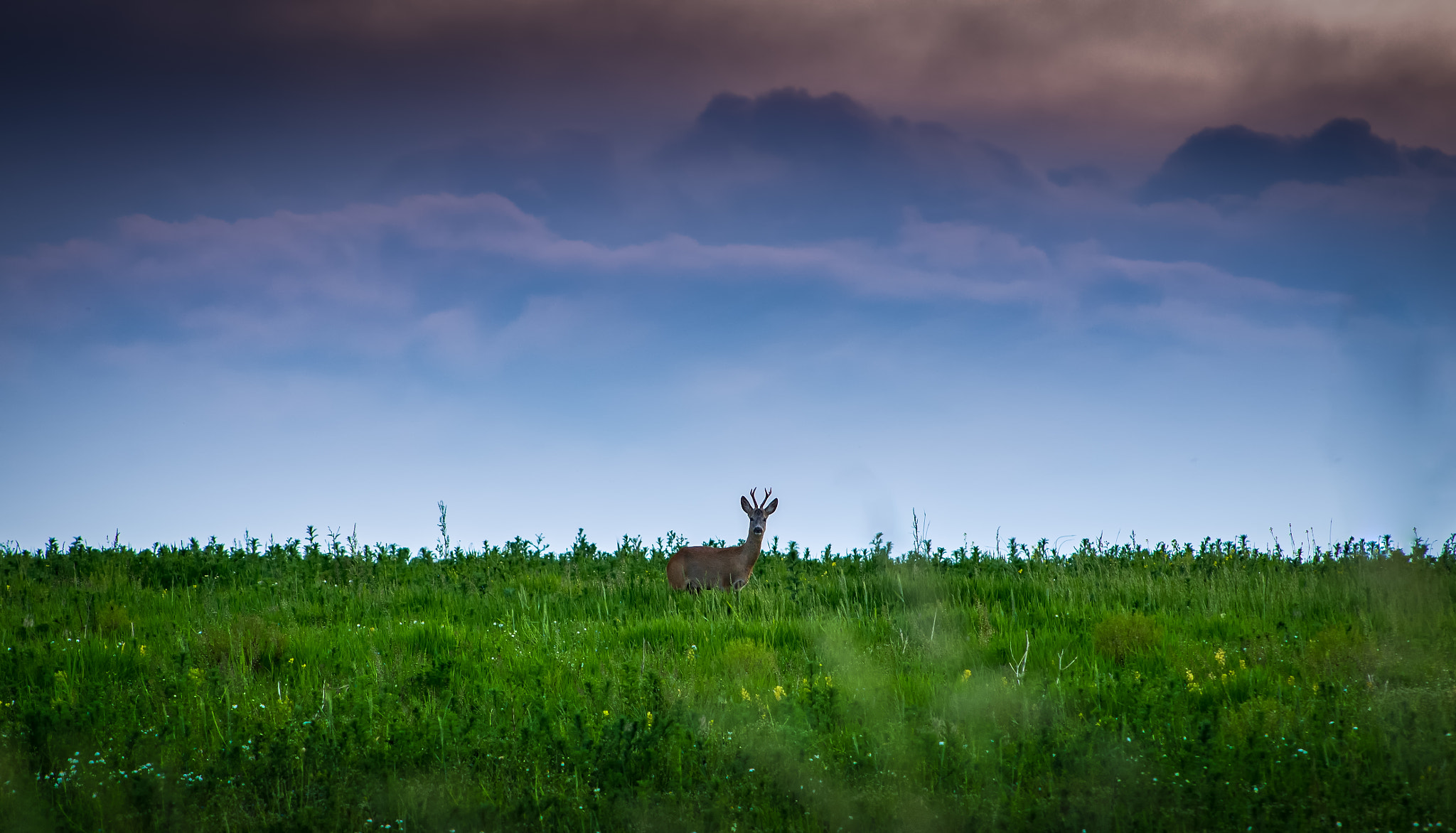 Nikon D600 + AF Nikkor 70-210mm f/4-5.6 sample photo. Roe under the clouds photography