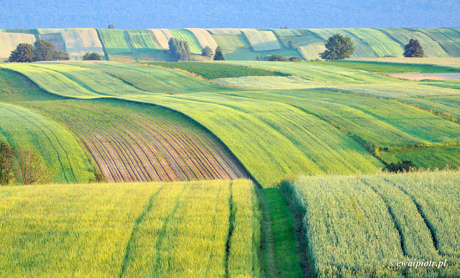 Canon EF 100-400mm F4.5-5.6L IS USM sample photo. Polish tuscany photography