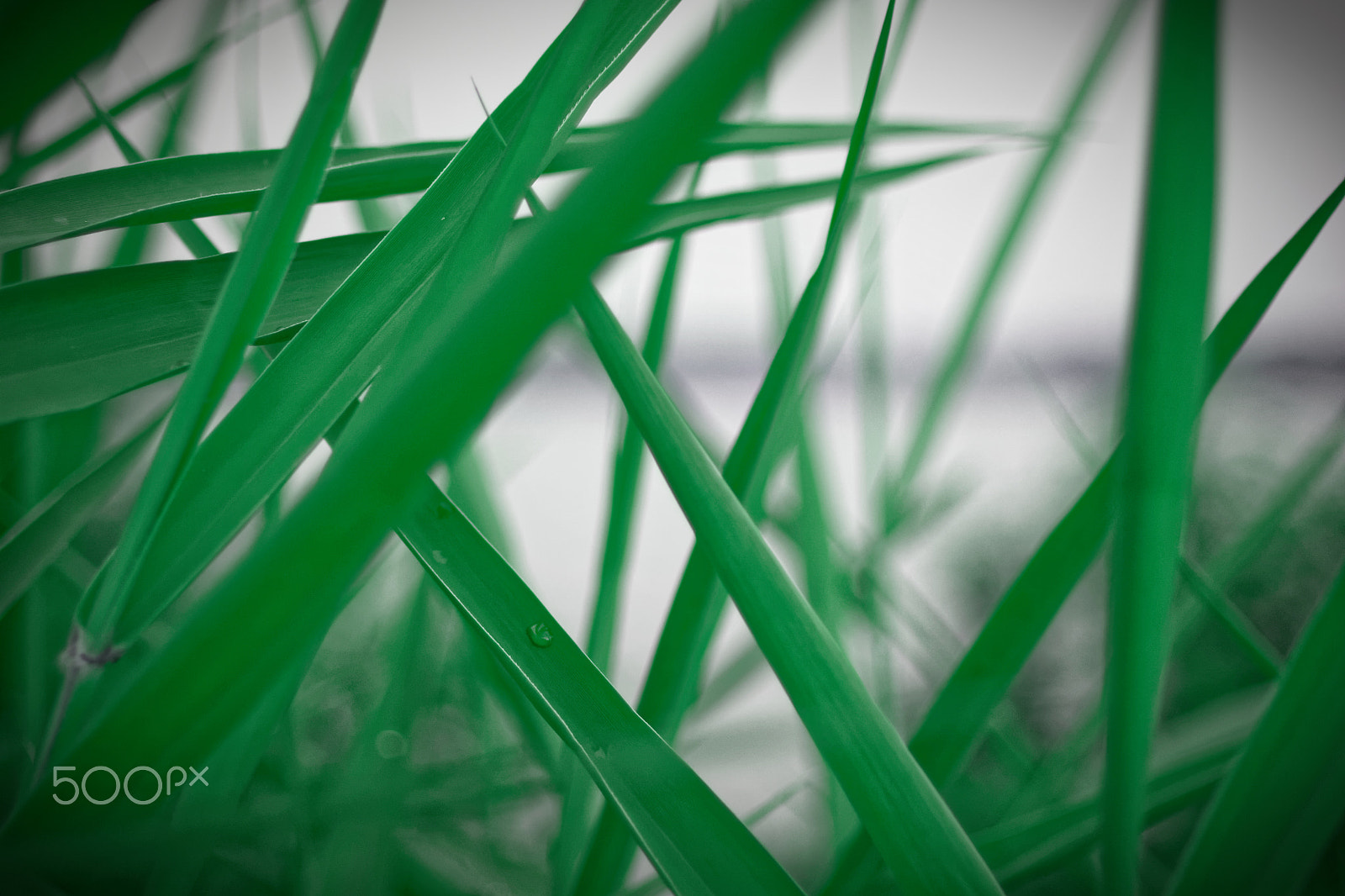AF Zoom-Nikkor 28-70mm f/3.5-4.5D sample photo. Green... photography