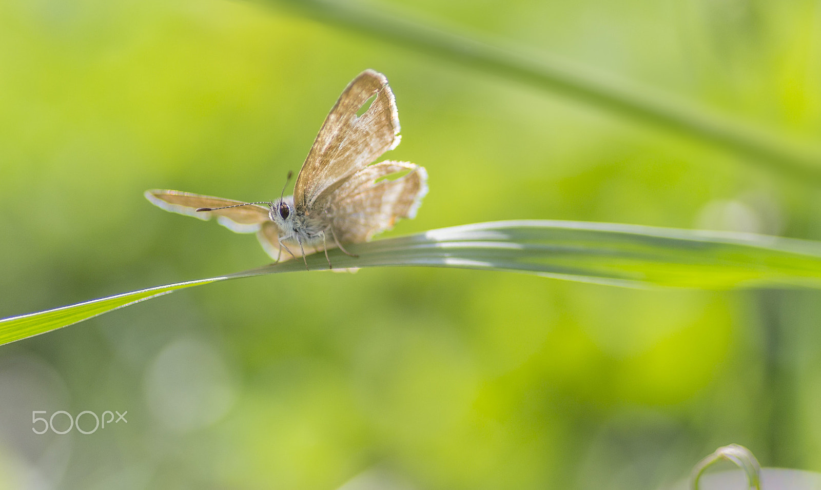 Nikon D3100 sample photo. The gentleman photography