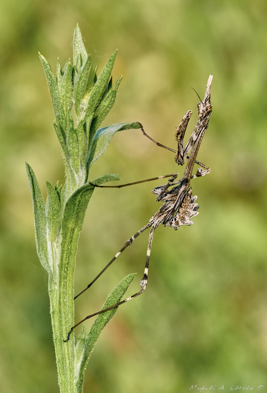 Sony ILCA-77M2 + 150mm F2.8 sample photo. Empusa pennata photography