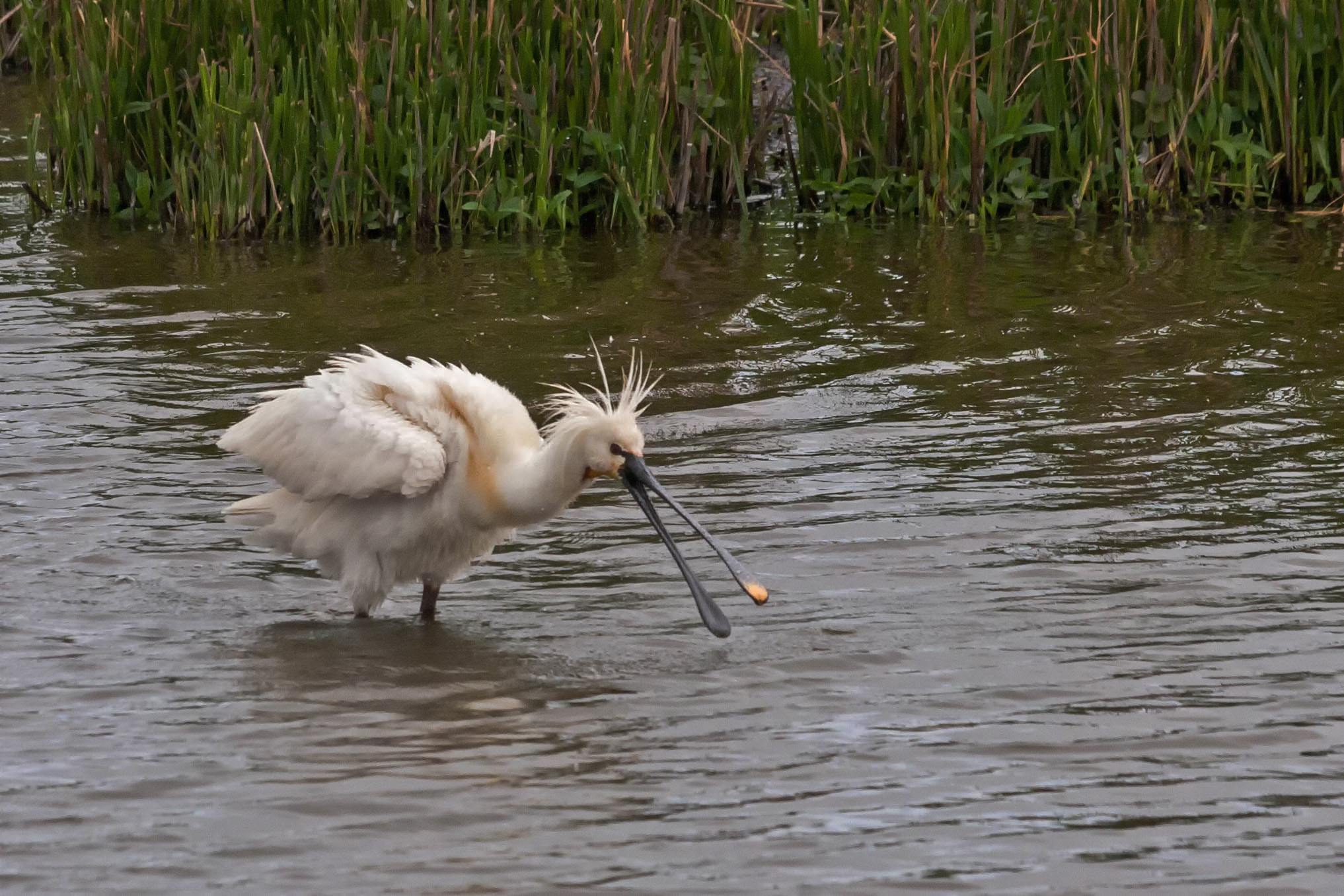Canon EF 70-300mm F4-5.6 IS USM sample photo
