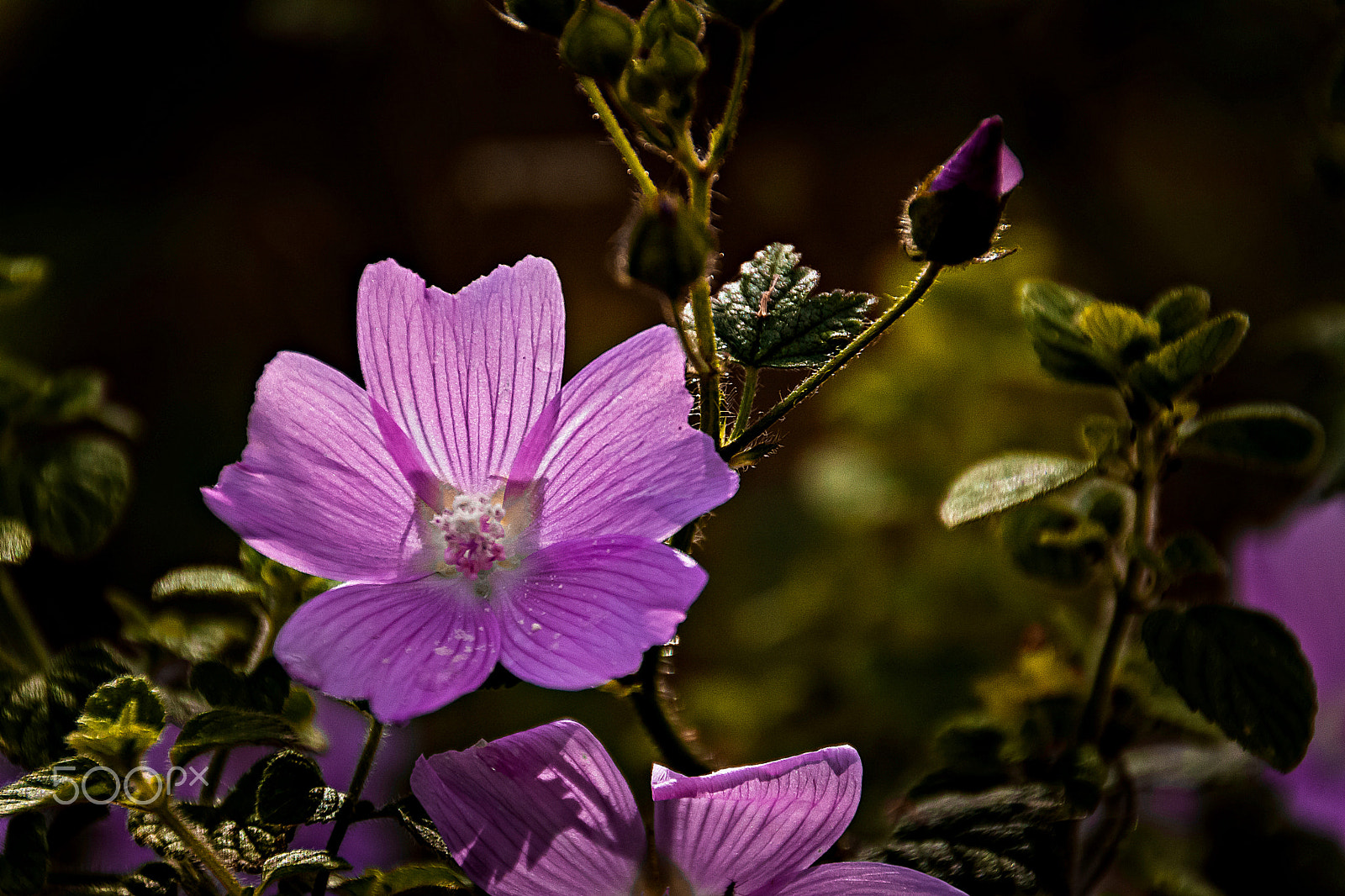 Canon EOS 500D (EOS Rebel T1i / EOS Kiss X3) sample photo. The exuberance of the wild. photography