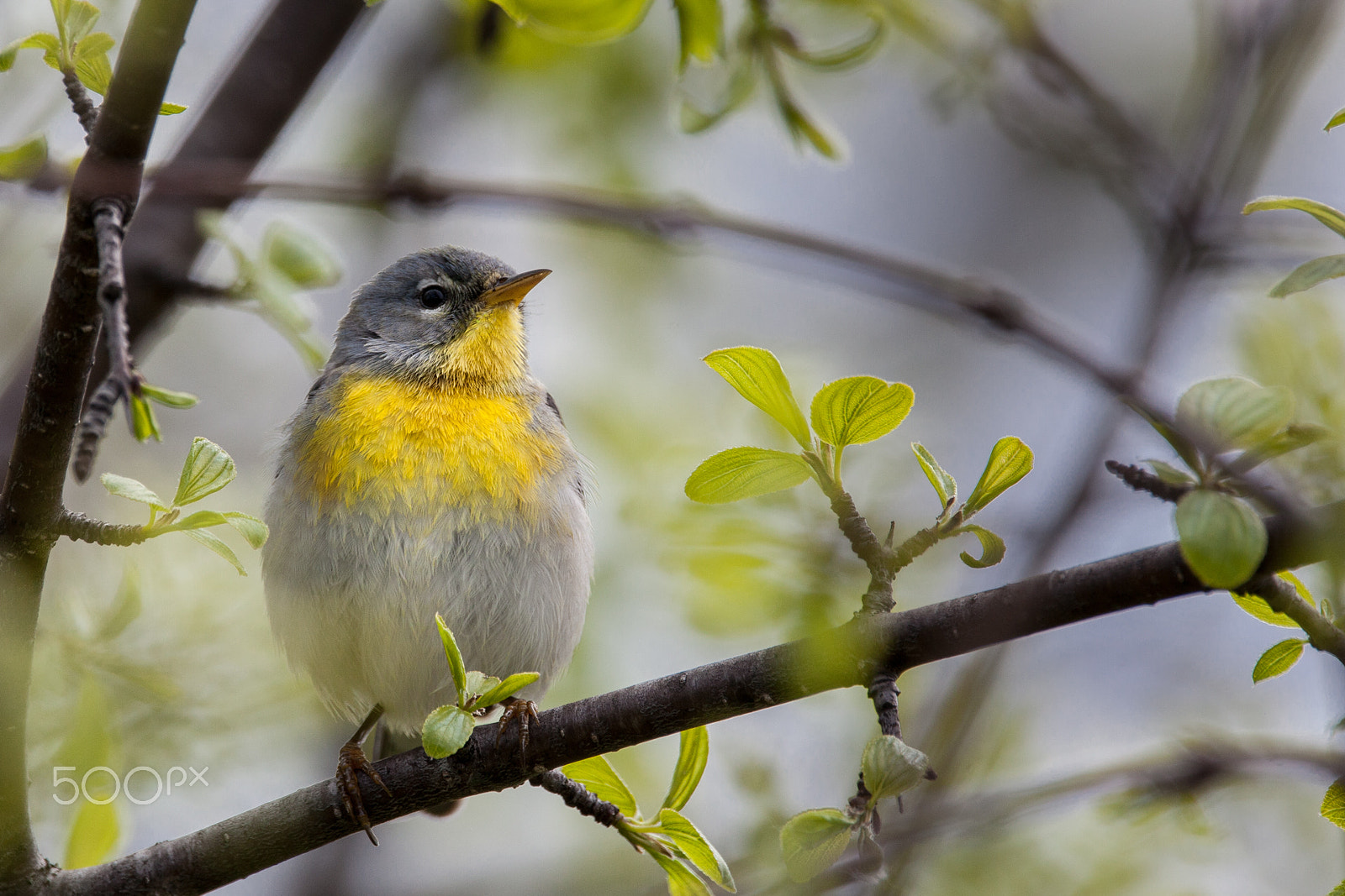 Canon EOS 5D Mark II + Sigma 150-600mm F5-6.3 DG OS HSM | C sample photo. Northern parula photography