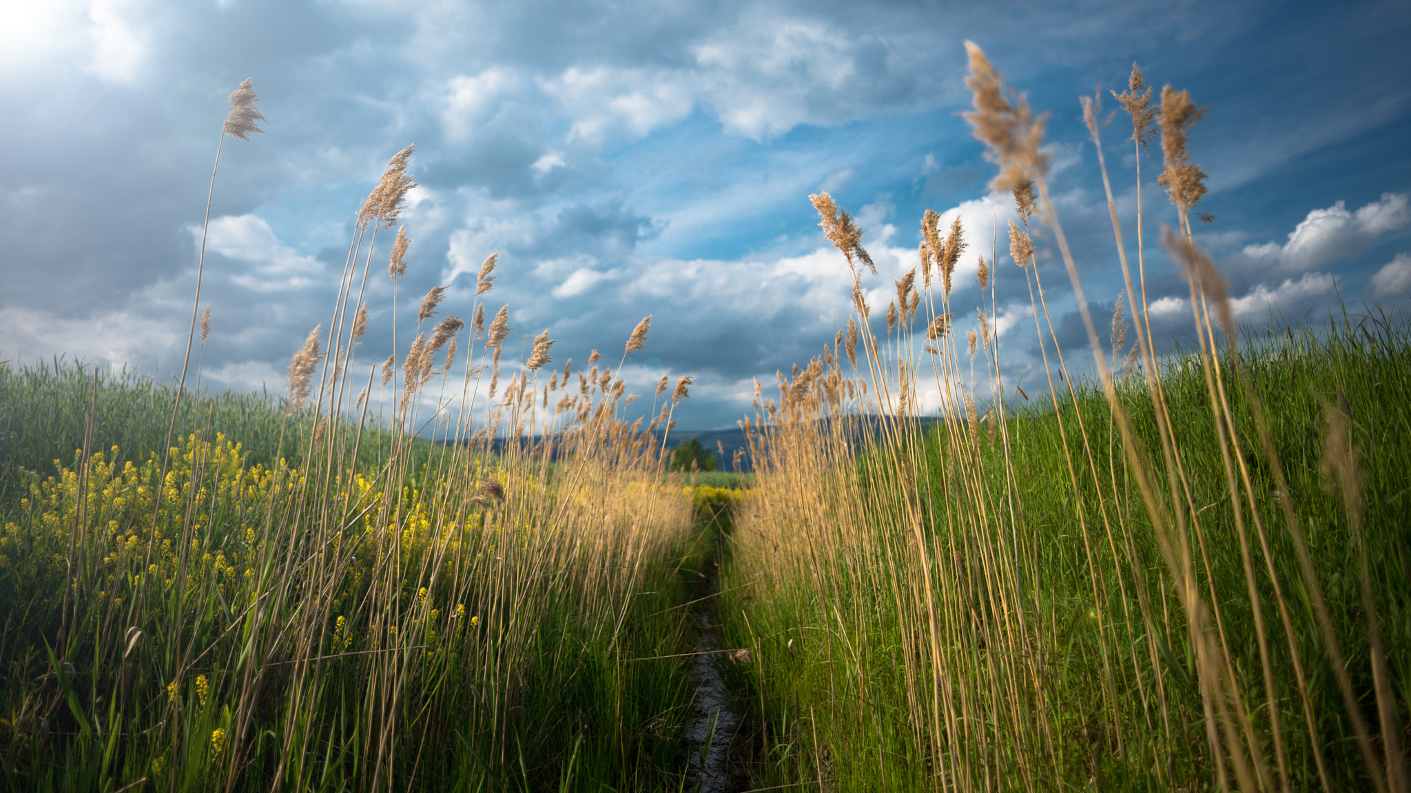 Nikon D800 + Nikon AF Nikkor 24mm F2.8D sample photo. On the fields photography