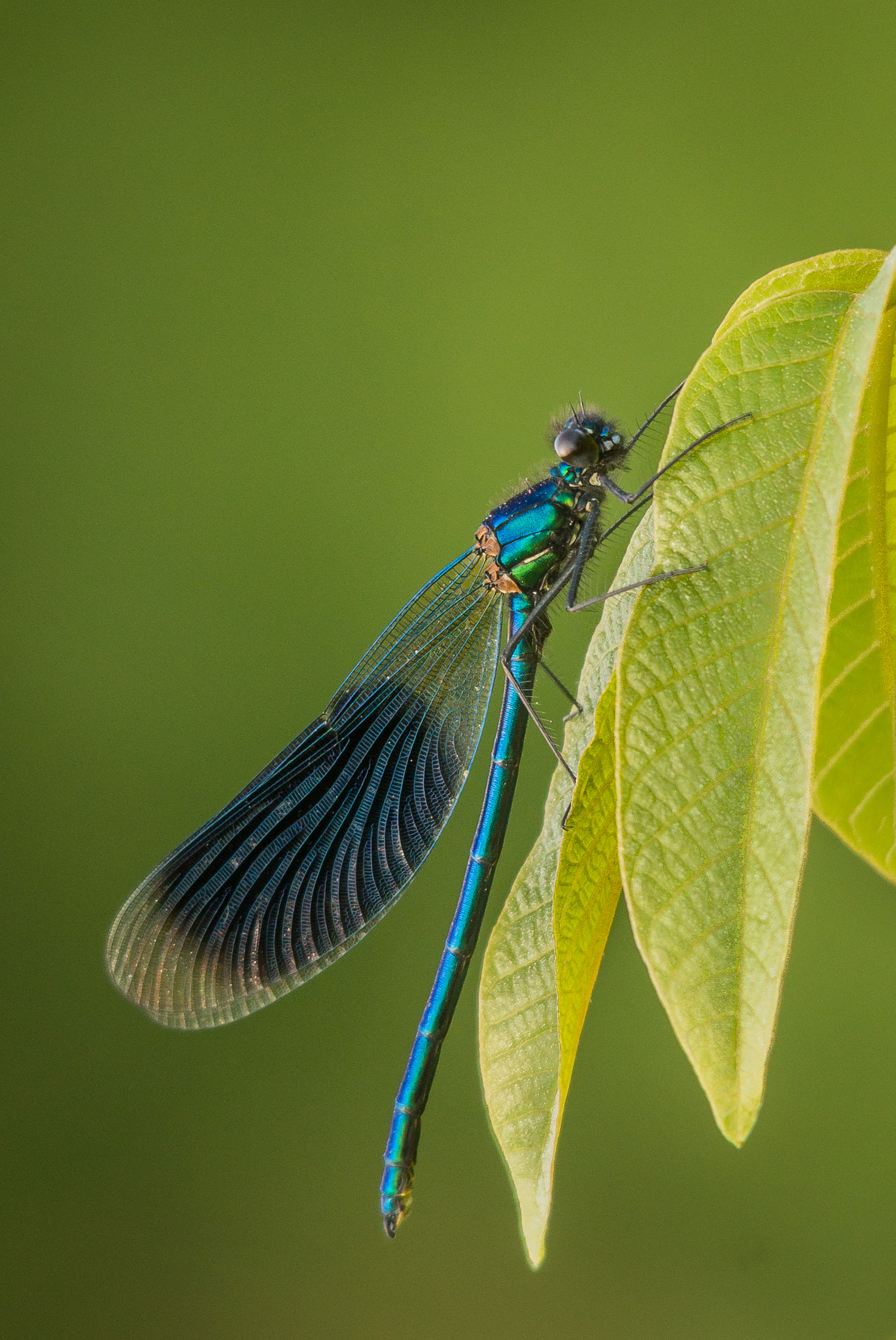 Sigma 150-500mm F5-6.3 DG OS HSM sample photo. Gebänderte prachtlibelle photography