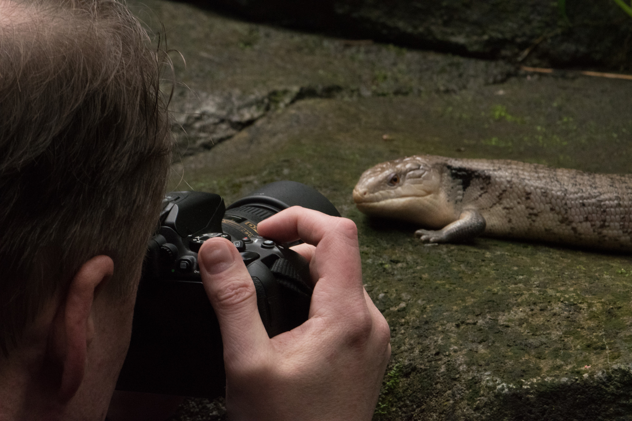 Nikon AF-S DX Micro-Nikkor 85mm F3.5G ED VR sample photo. Randers tropical zoo photography