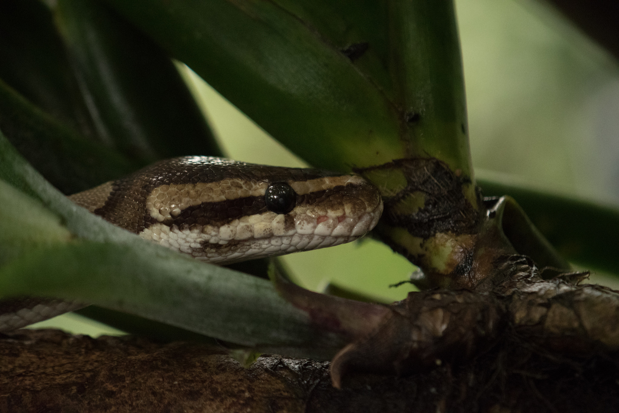 Nikon AF-S DX Micro-Nikkor 85mm F3.5G ED VR sample photo. Randers tropical zoo photography