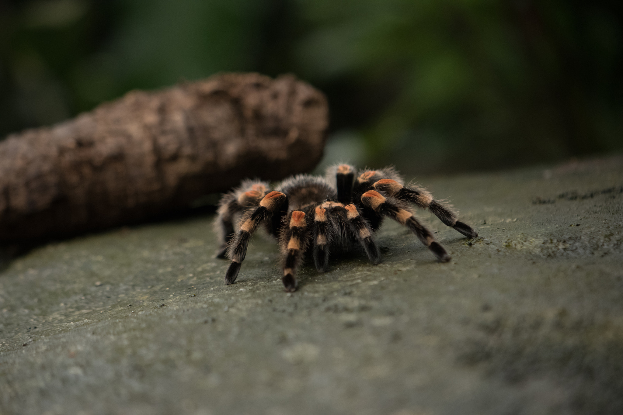 Nikon AF-S DX Micro-Nikkor 85mm F3.5G ED VR sample photo. Randers tropical zoo photography