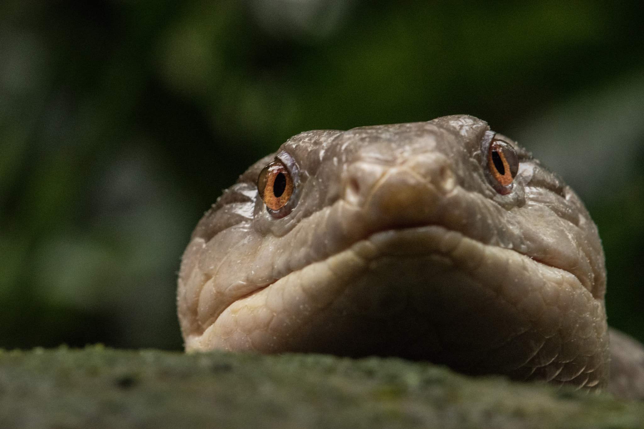 Nikon AF-S DX Micro-Nikkor 85mm F3.5G ED VR sample photo. Randers tropical zoo photography