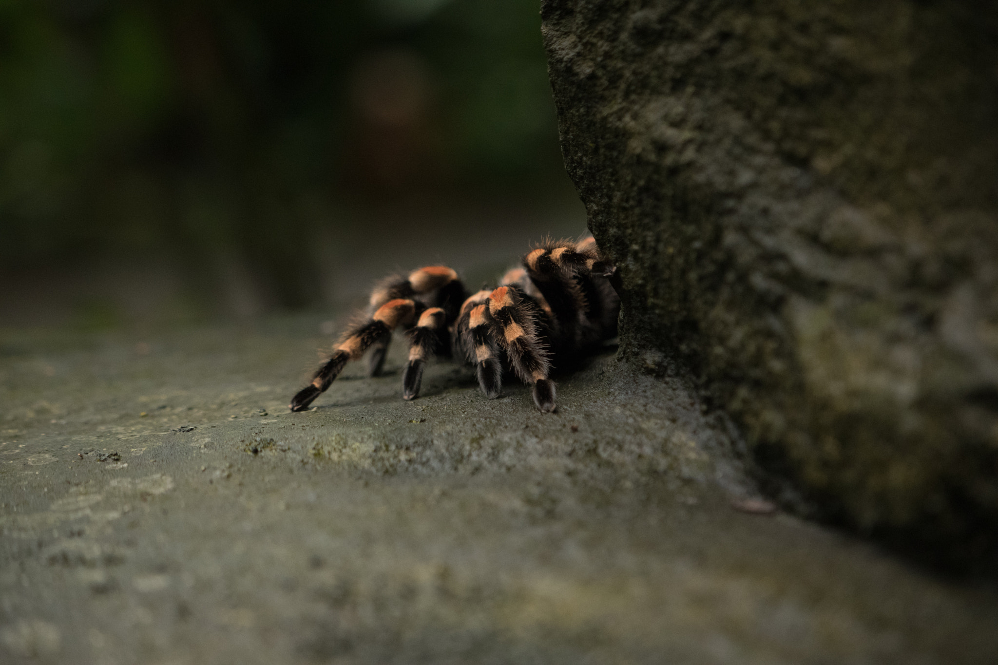 Nikon AF-S DX Micro-Nikkor 85mm F3.5G ED VR sample photo. Randers tropical zoo photography