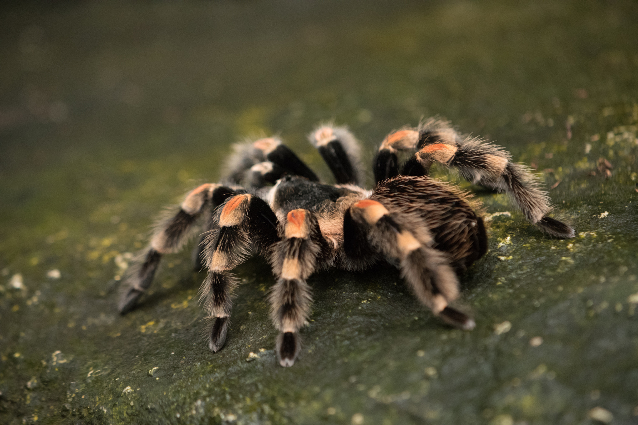 Nikon AF-S DX Micro-Nikkor 85mm F3.5G ED VR sample photo. Randers tropical zoo photography