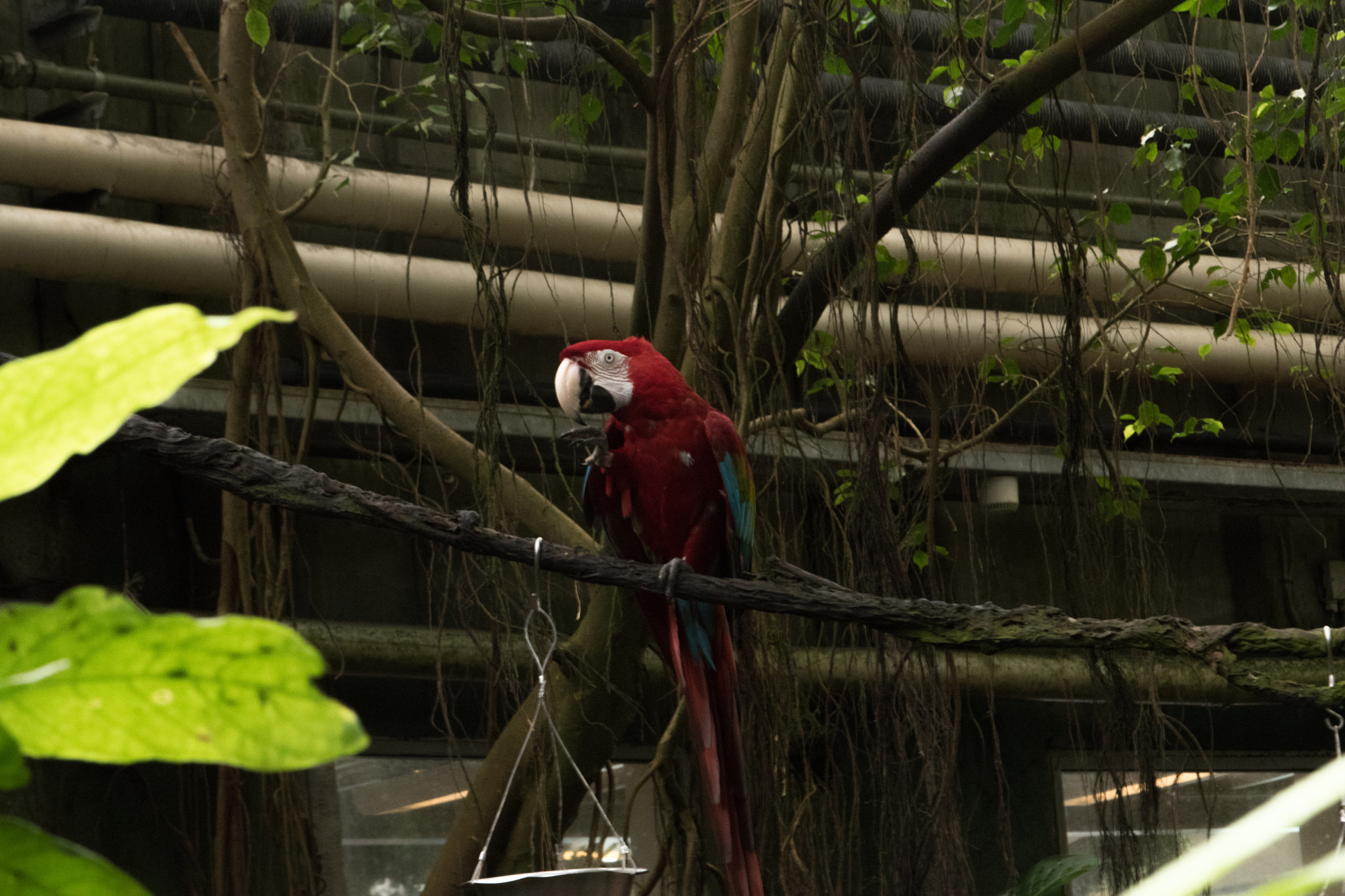 Nikon AF-S DX Micro-Nikkor 85mm F3.5G ED VR sample photo. Randers tropical zoo photography