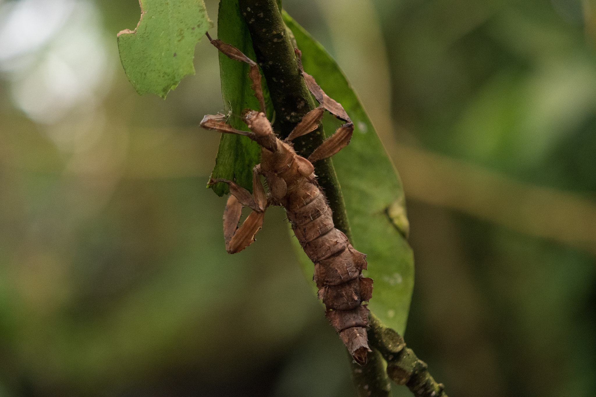 Nikon AF-S DX Micro-Nikkor 85mm F3.5G ED VR sample photo. Randers tropical zoo photography