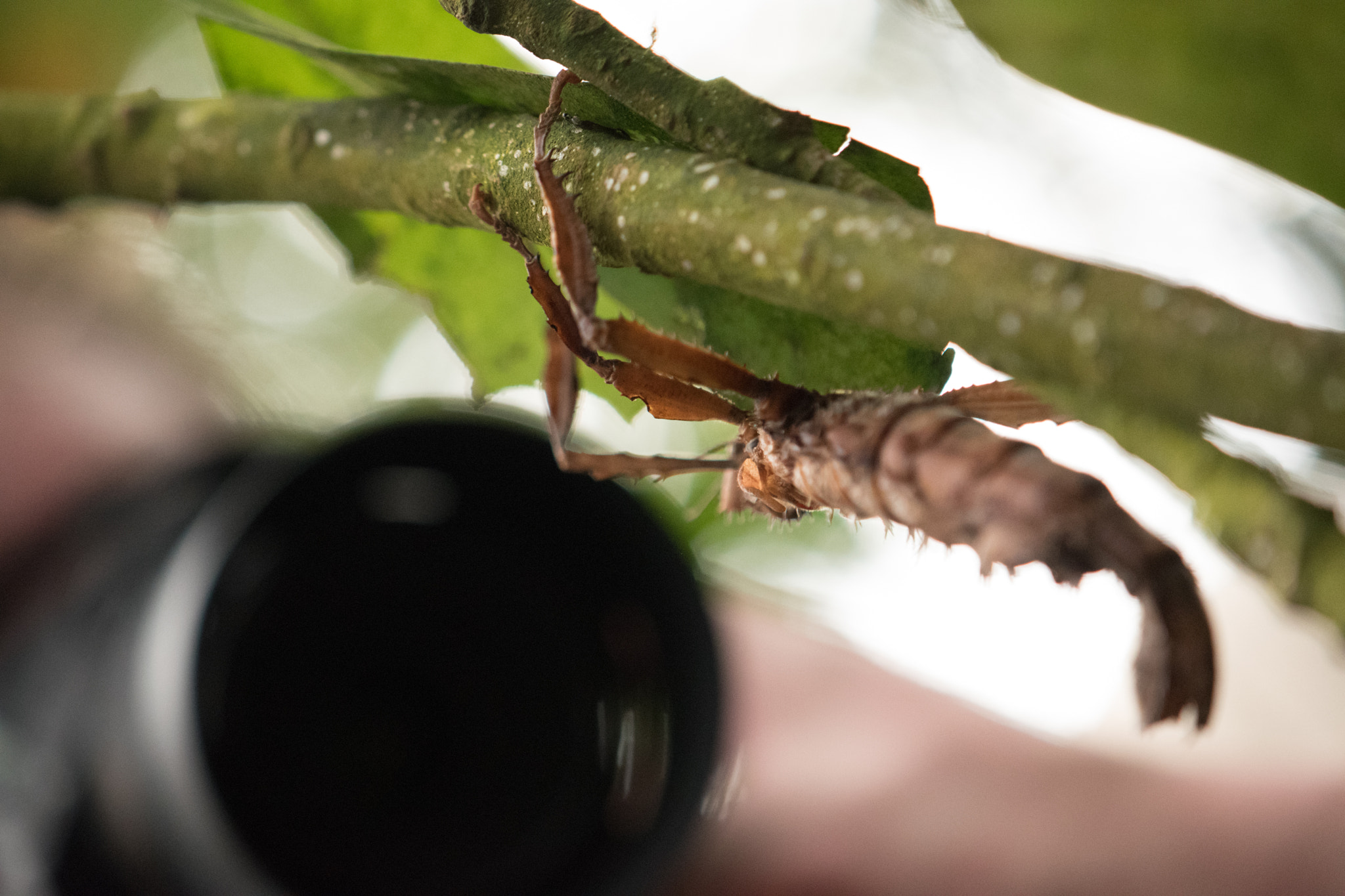 Nikon AF-S DX Micro-Nikkor 85mm F3.5G ED VR sample photo. Randers tropical zoo photography