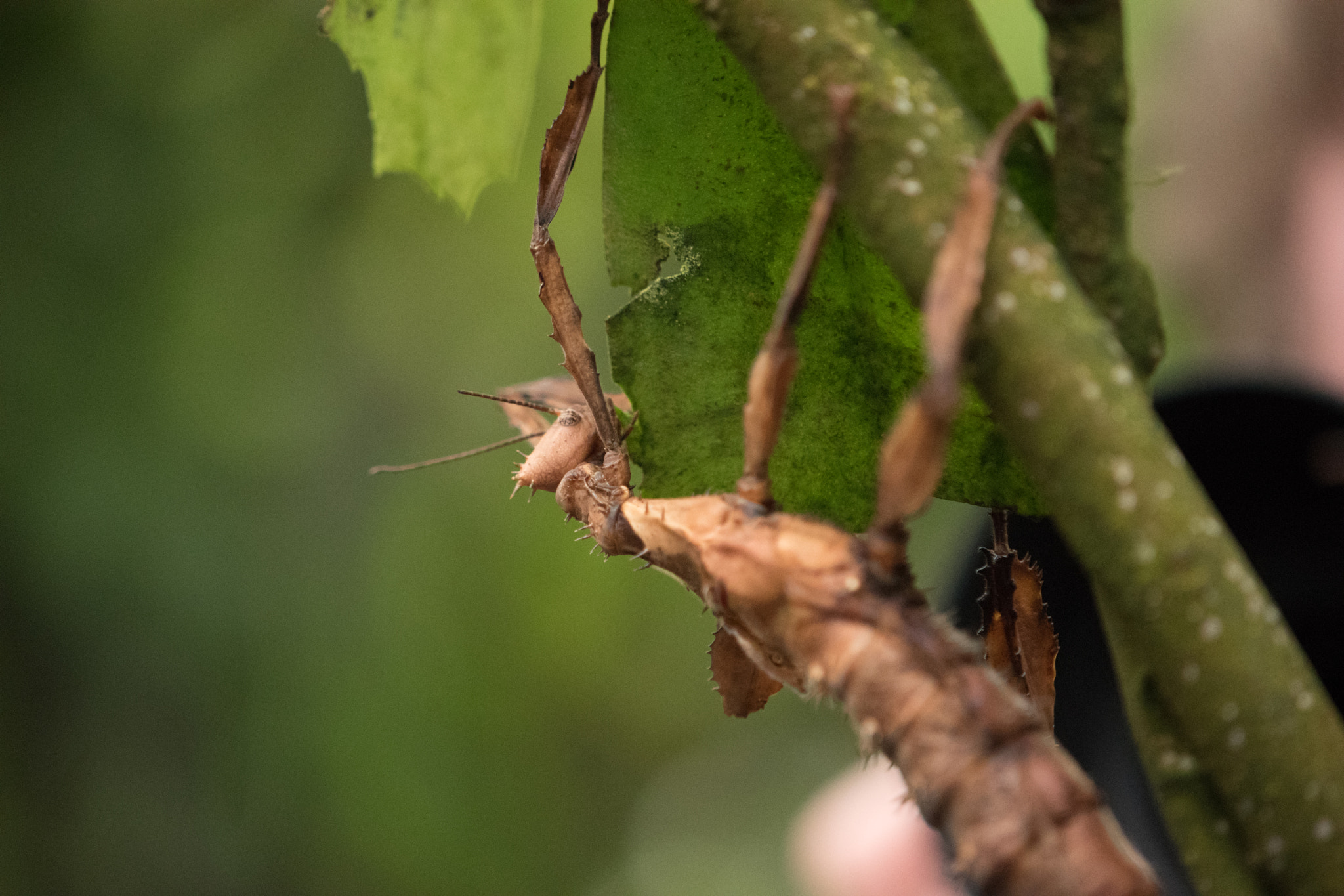 Nikon AF-S DX Micro-Nikkor 85mm F3.5G ED VR sample photo. Randers tropical zoo photography