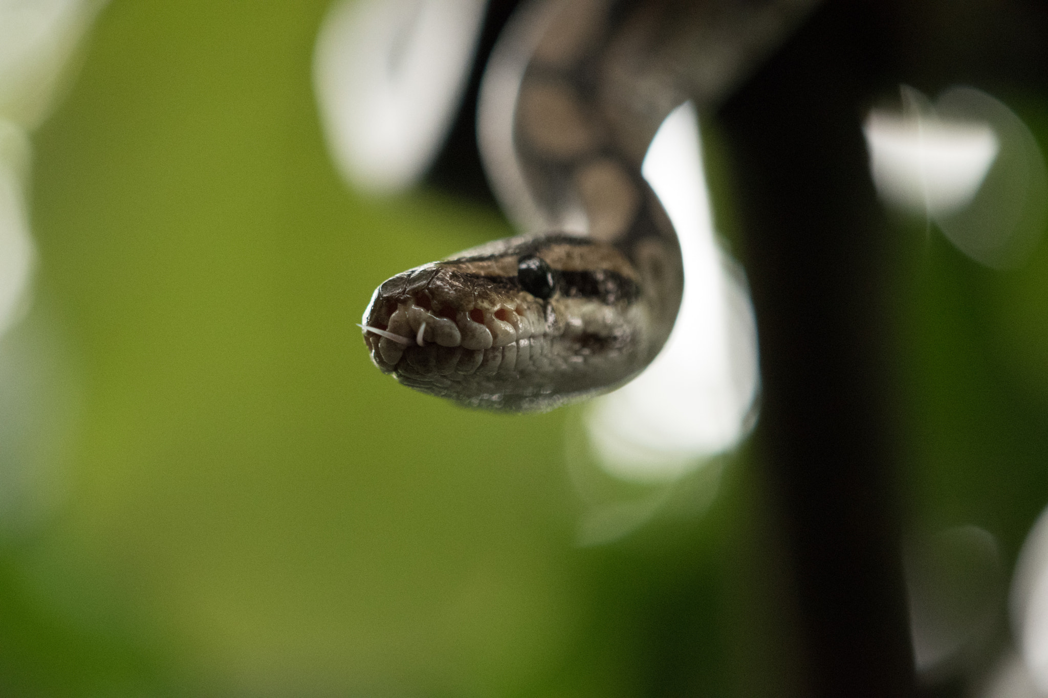 Nikon AF-S DX Micro-Nikkor 85mm F3.5G ED VR sample photo. Randers tropical zoo photography
