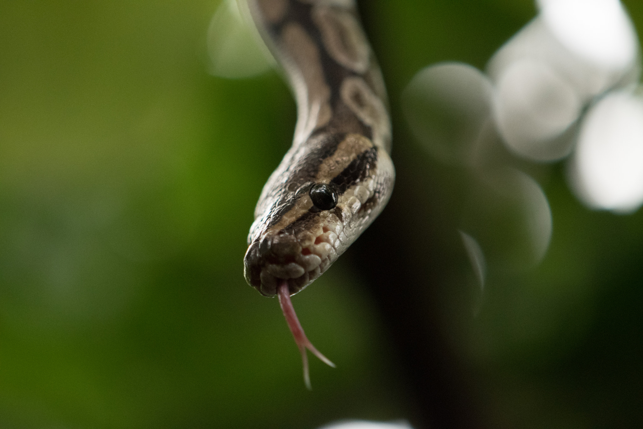 Nikon AF-S DX Micro-Nikkor 85mm F3.5G ED VR sample photo. Randers tropical zoo photography