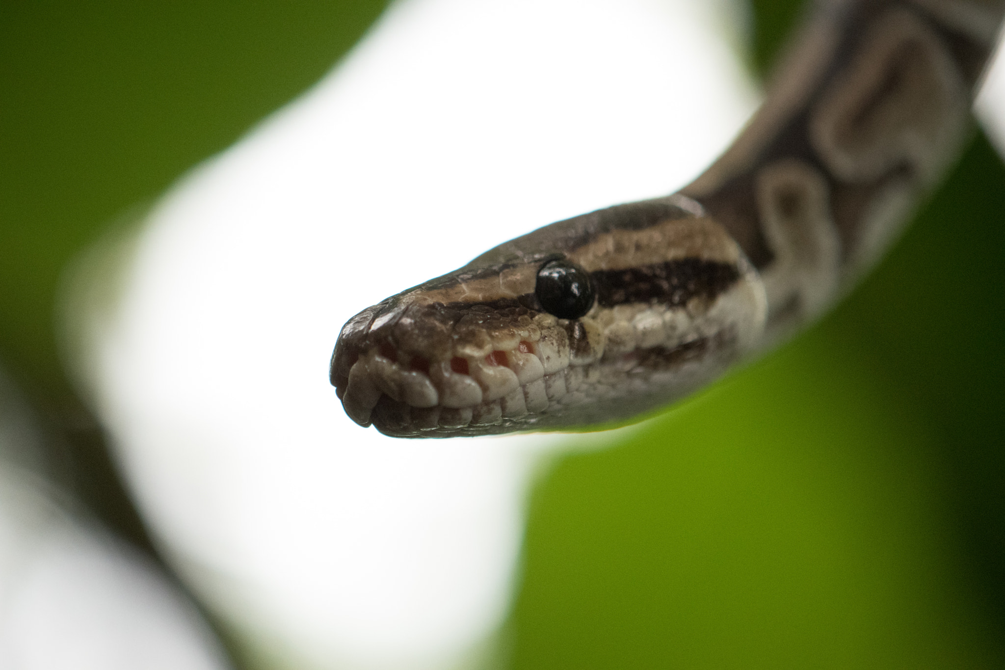 Nikon AF-S DX Micro-Nikkor 85mm F3.5G ED VR sample photo. Randers tropical zoo photography