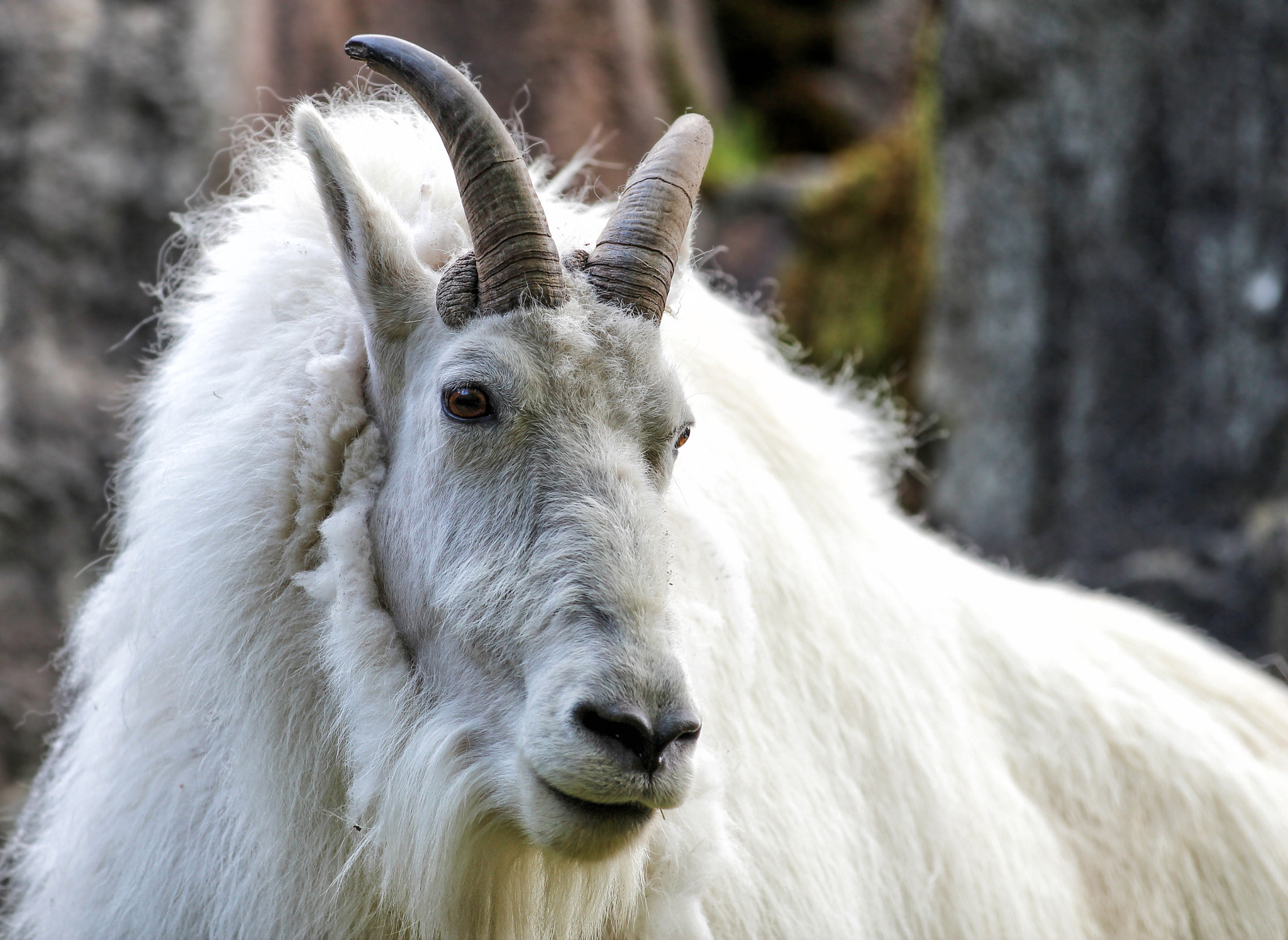 Canon EF 70-200mm F2.8L IS II USM sample photo. Rocky mountain goat photography