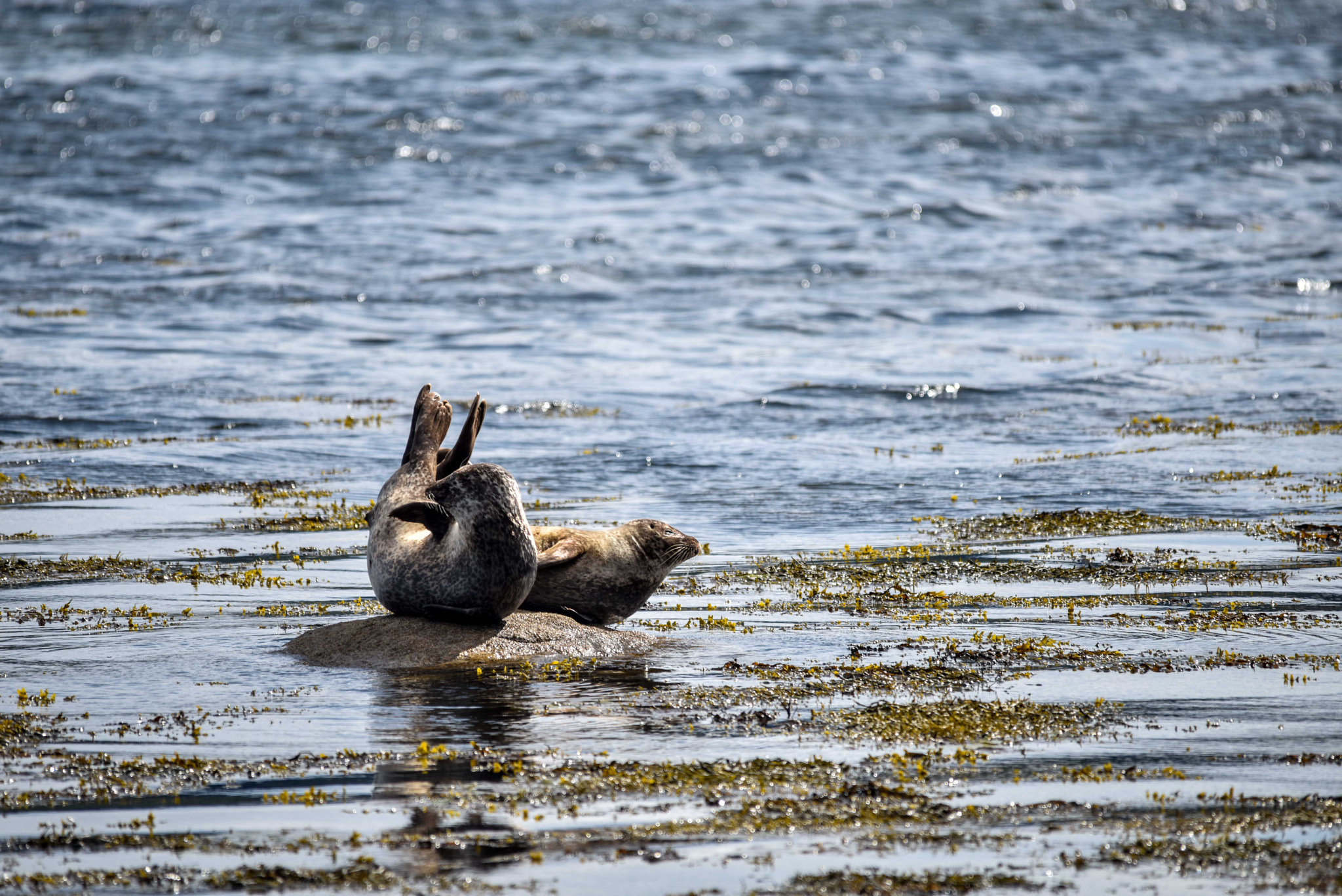 Sigma 150-500mm F5-6.3 DG OS HSM sample photo. Arran photography