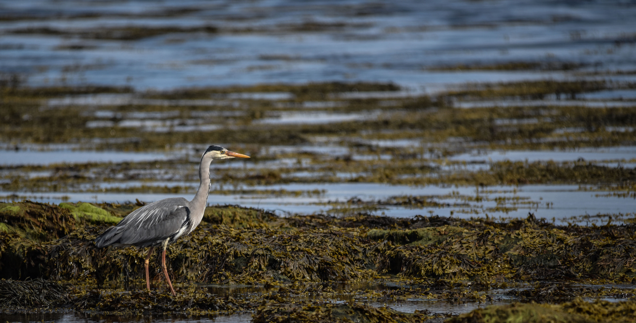 Sigma 150-500mm F5-6.3 DG OS HSM sample photo. Arran photography