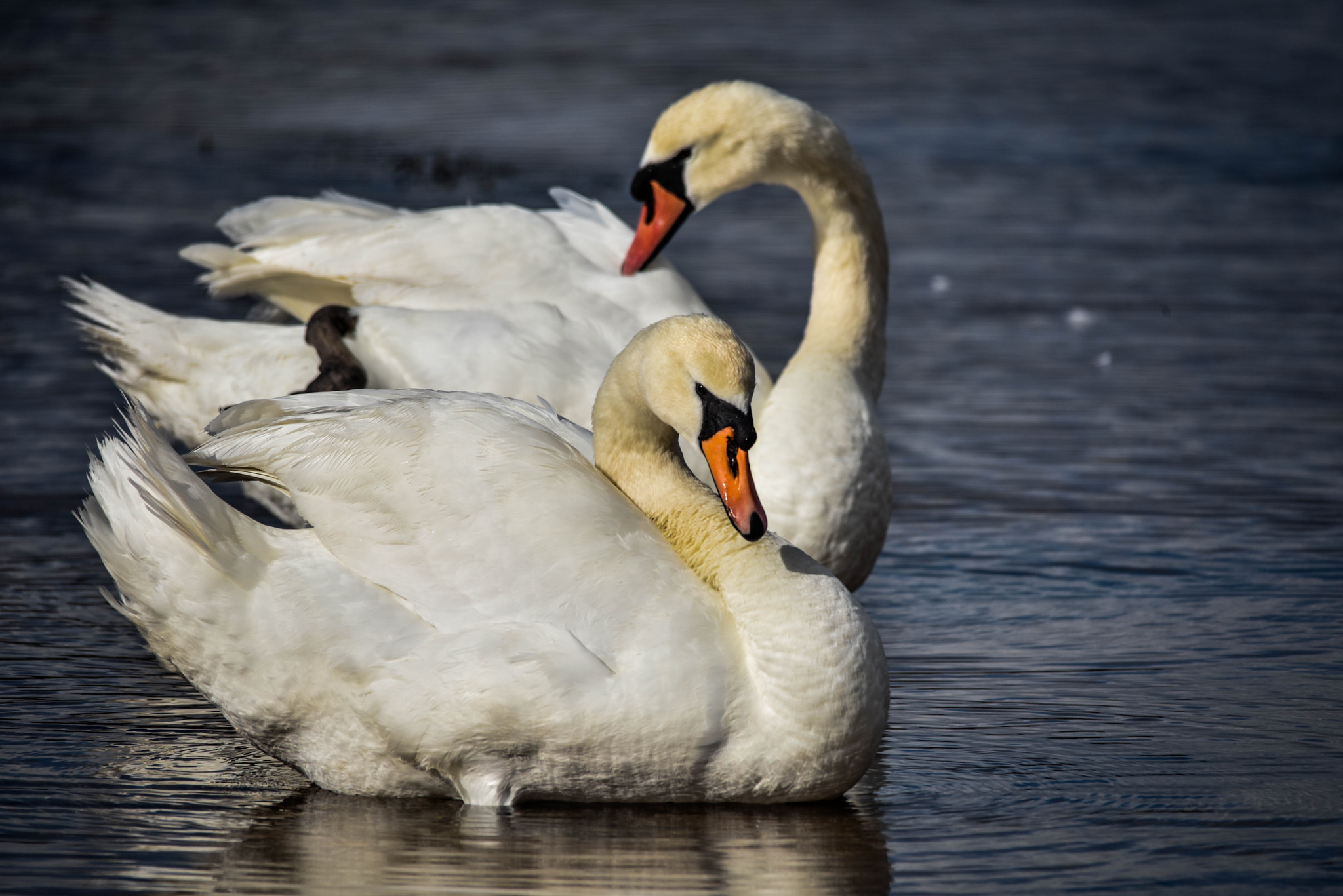 Sigma 150-500mm F5-6.3 DG OS HSM sample photo. Arran photography
