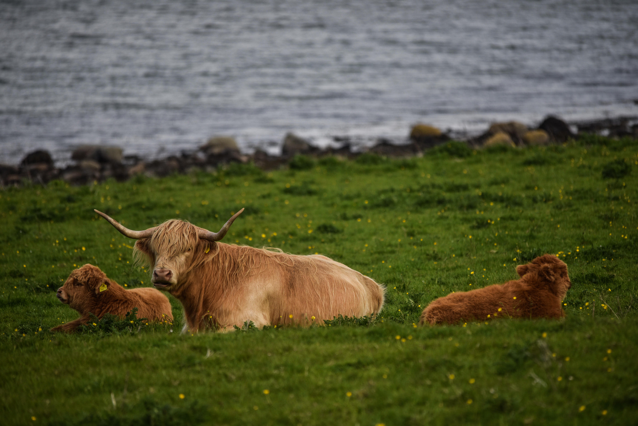 Sigma 150-500mm F5-6.3 DG OS HSM sample photo. Arran photography