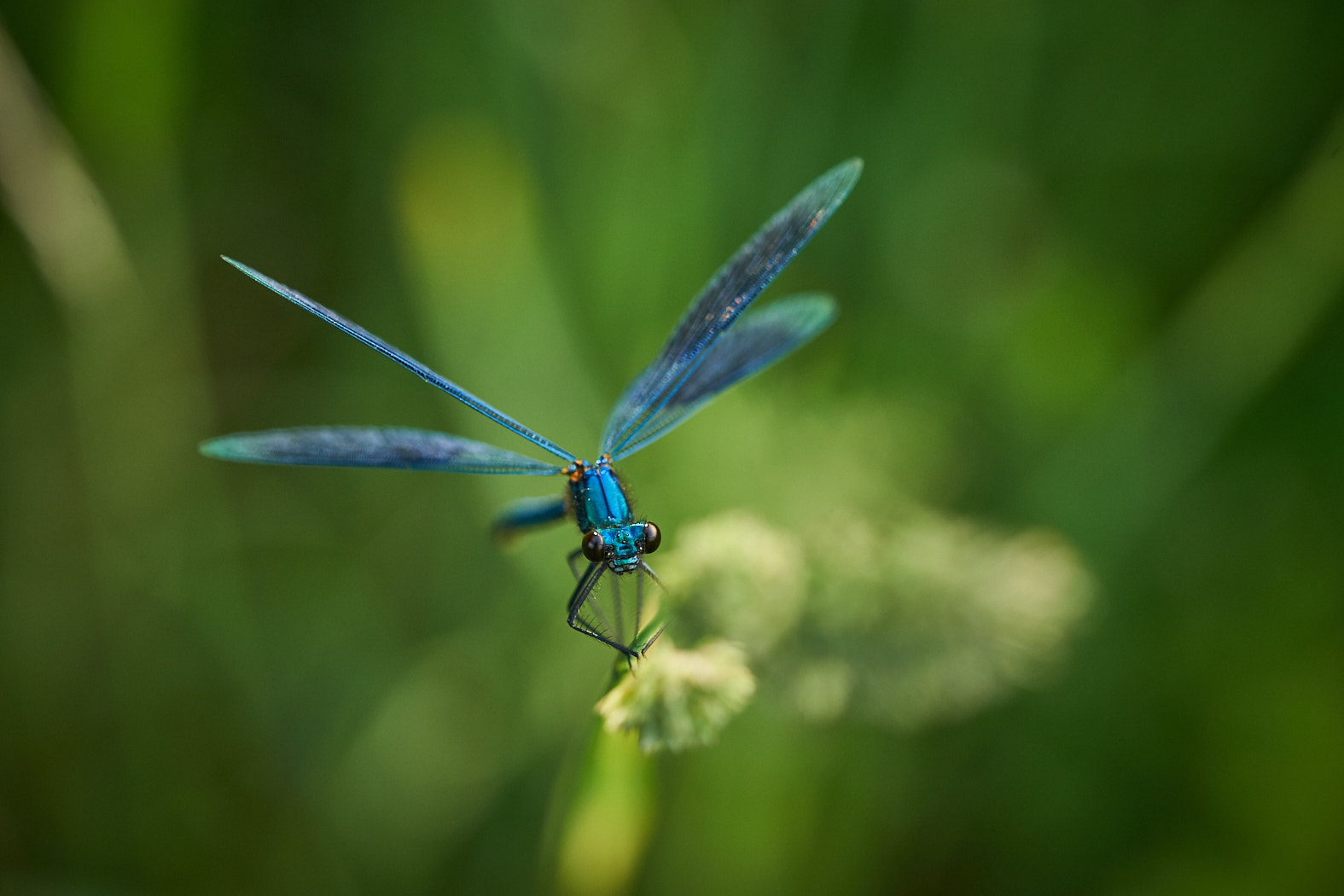 Sony a7 II + 105mm F2.8 sample photo. Demoiselle (damselfly) photography