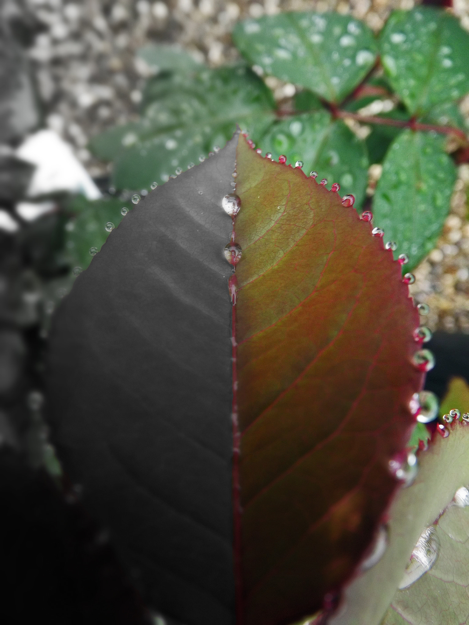 FujiFilm FinePix S3200 (FinePix S3250) sample photo. Indecisive photography