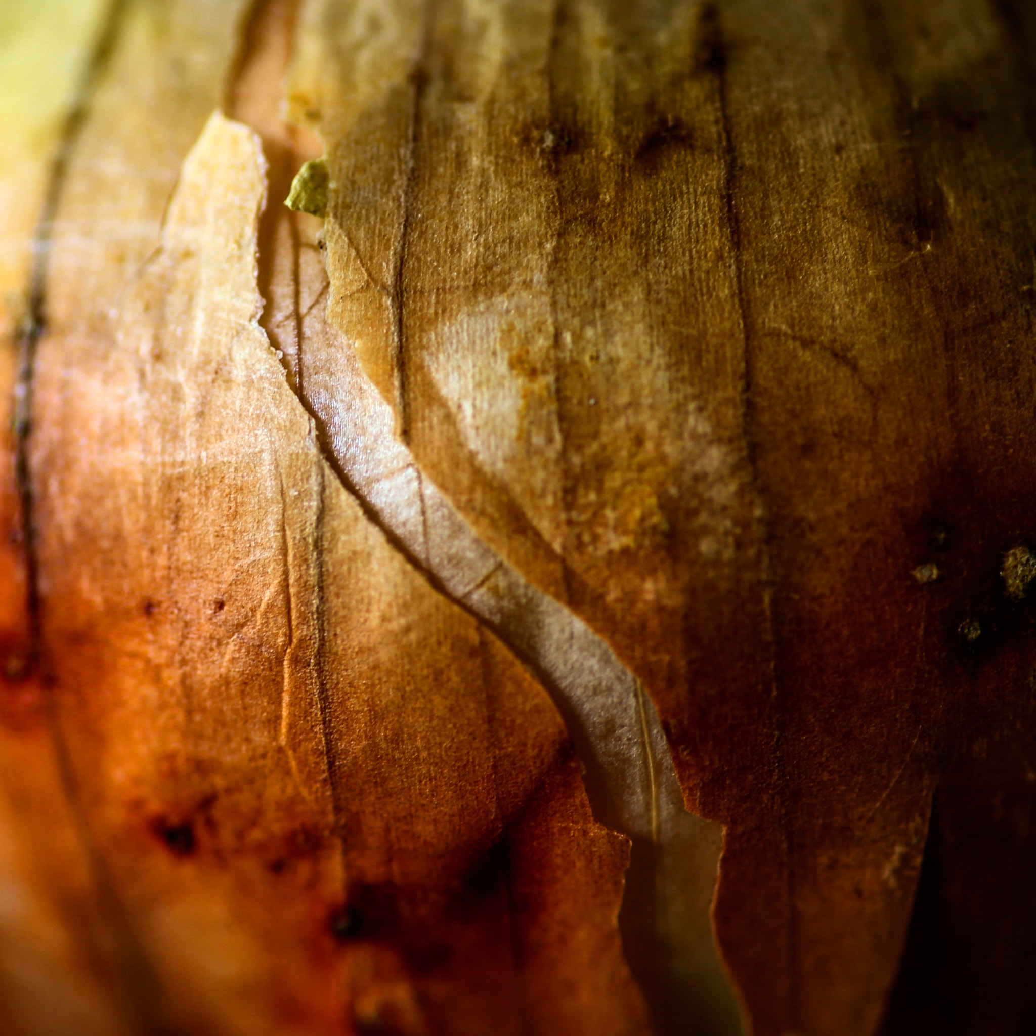 Canon 90mm sample photo. Just to make myself more impressive to you. have i failed? photography