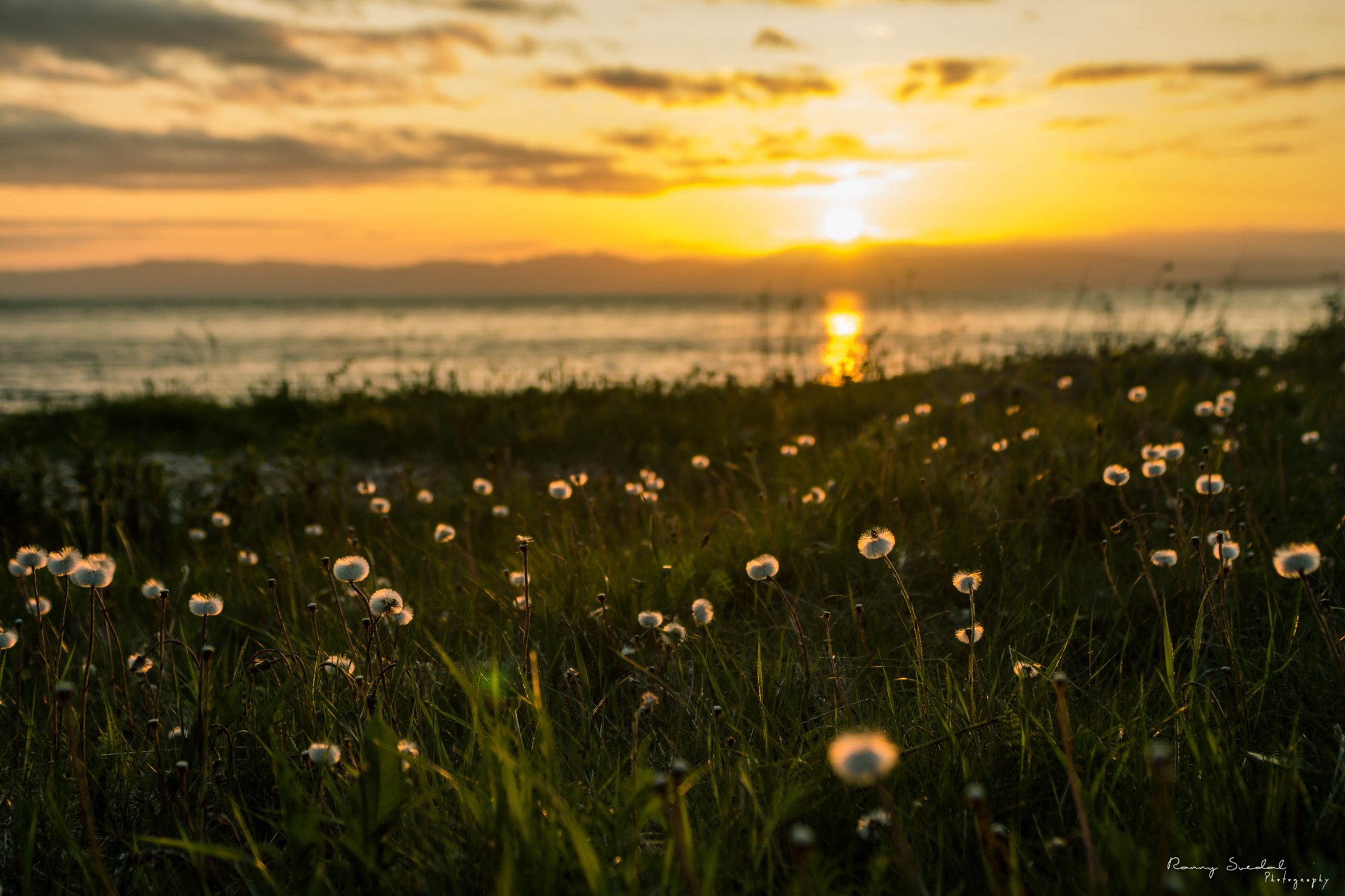 Nikon D7200 + Sigma 24-70mm F2.8 EX DG Macro sample photo. Forever spring photography