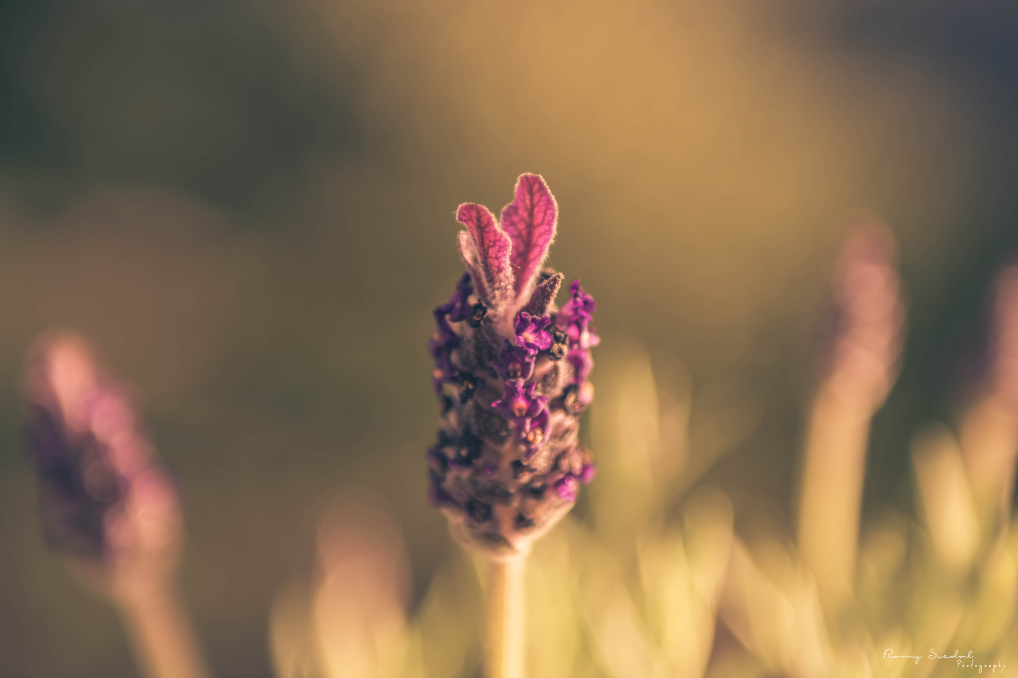 Nikon D7200 + Sigma 24-70mm F2.8 EX DG Macro sample photo. Bunny purple photography