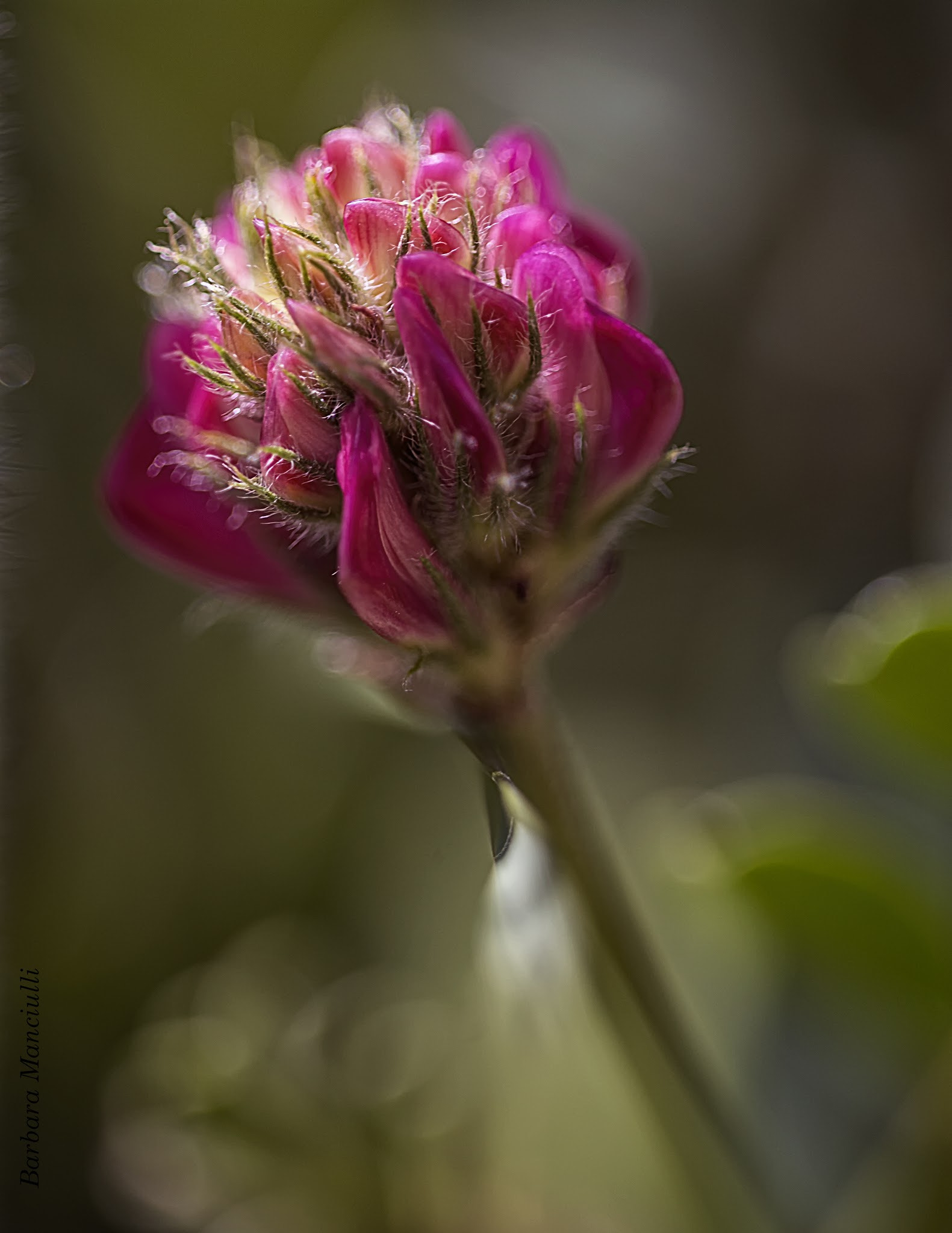 Sigma 150mm F2.8 EX DG OS Macro HSM sample photo. Ti dono un sospiro photography