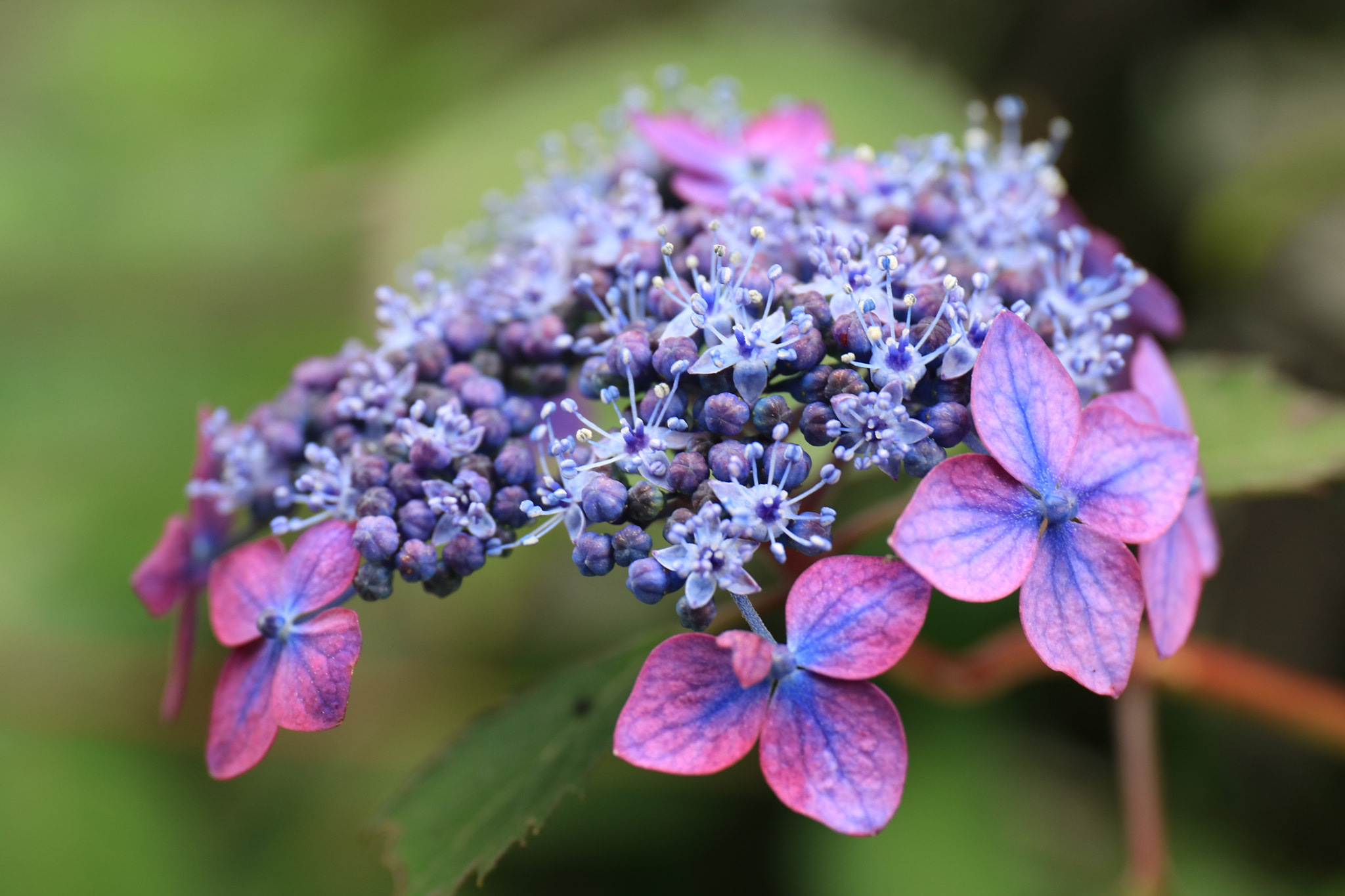 Canon EOS M3 sample photo. Purple photography