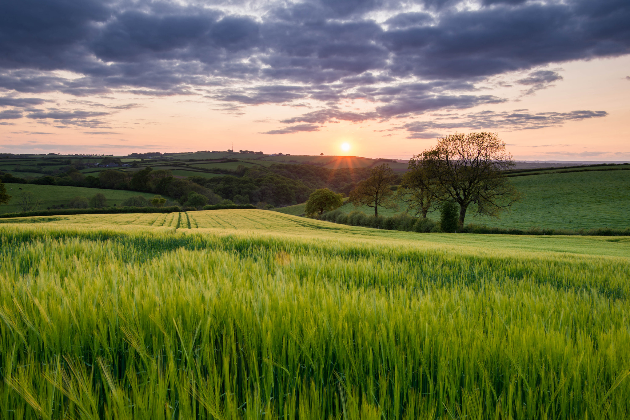 Nikon AF-S Nikkor 24-70mm F2.8E ED VR sample photo. Wheat field photography