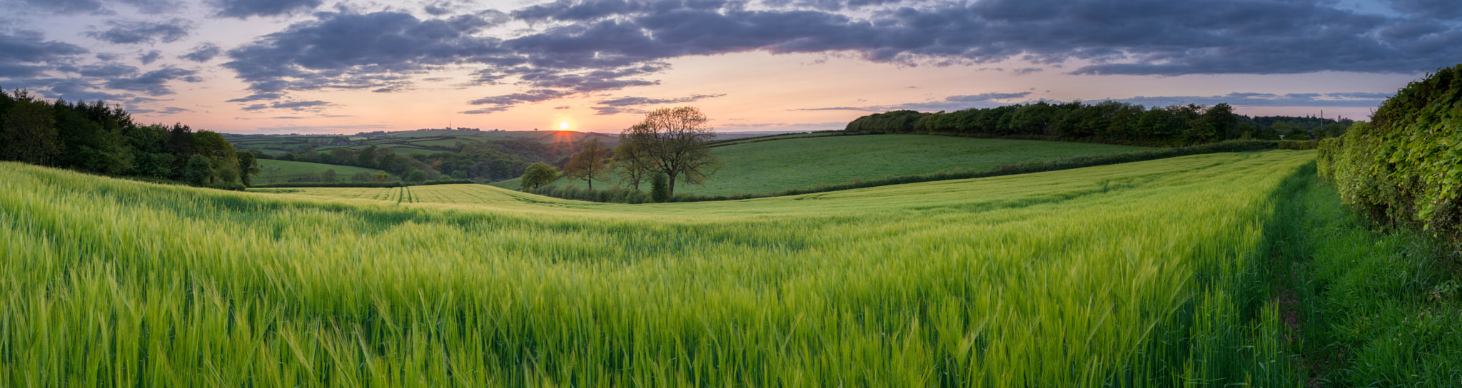 Nikon AF-S Nikkor 24-70mm F2.8E ED VR sample photo. Wheat panorama photography