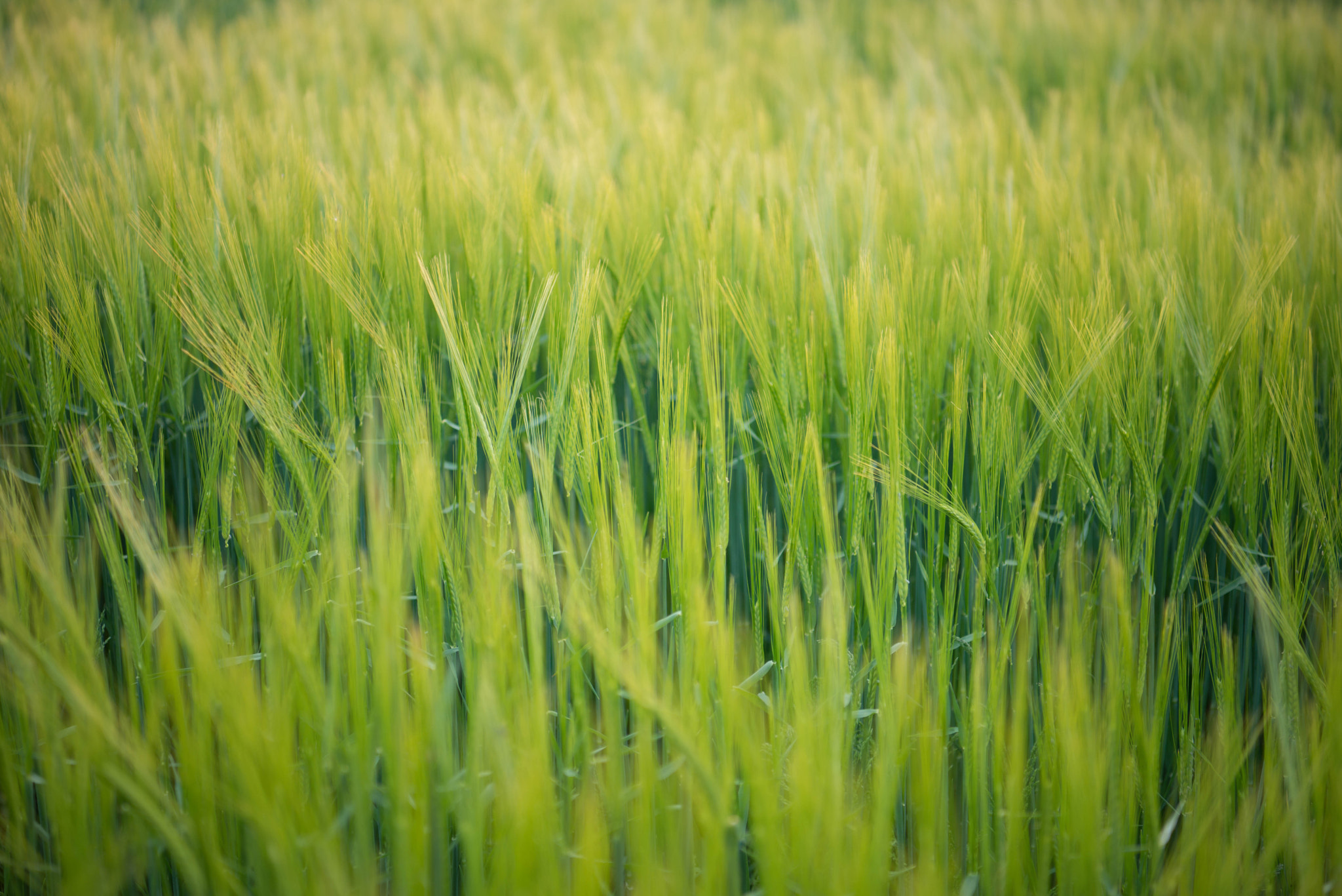 Nikon AF-S Nikkor 24-70mm F2.8E ED VR sample photo. Wheat of green photography